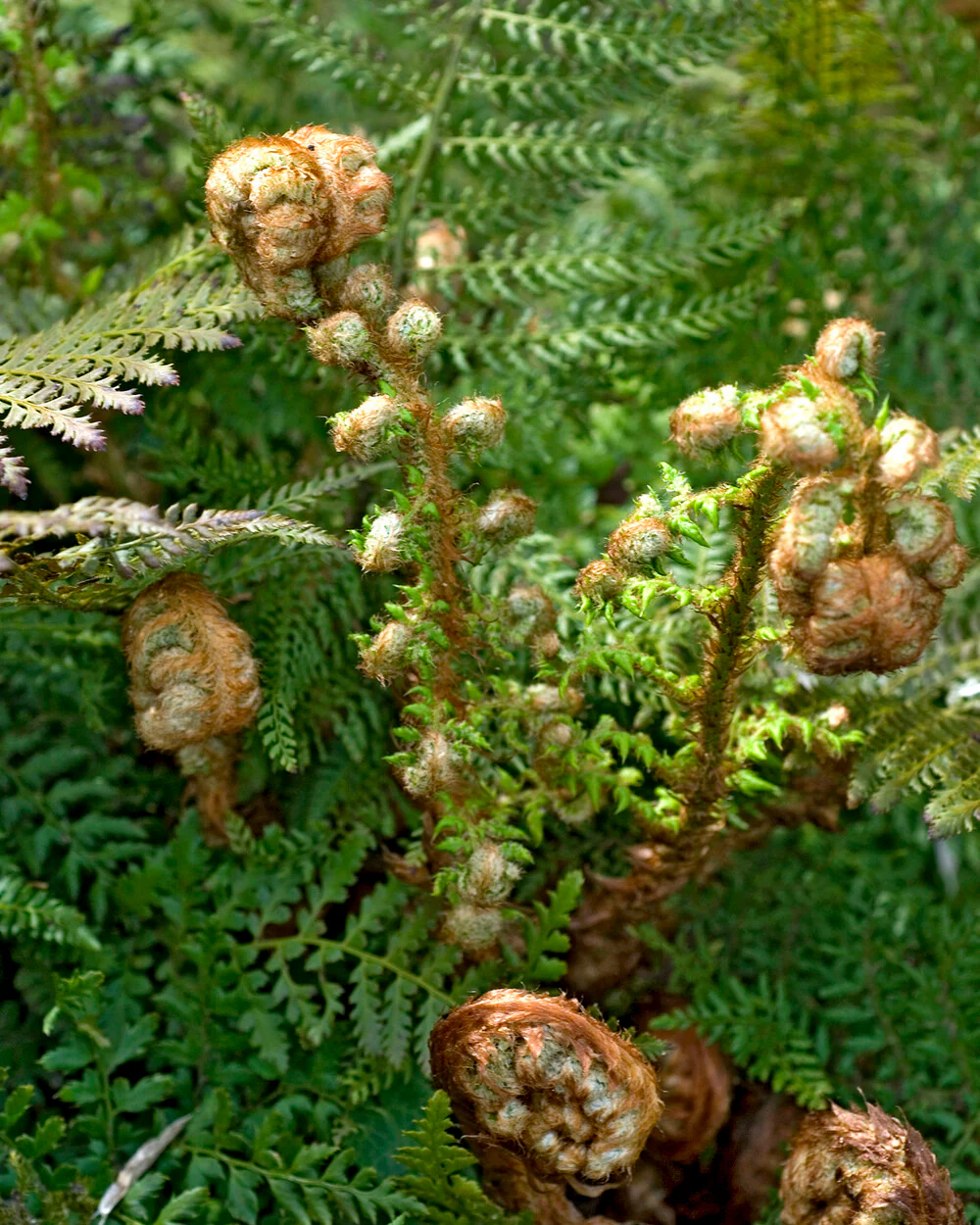 Polystichum 'Plumosum' - Image 6