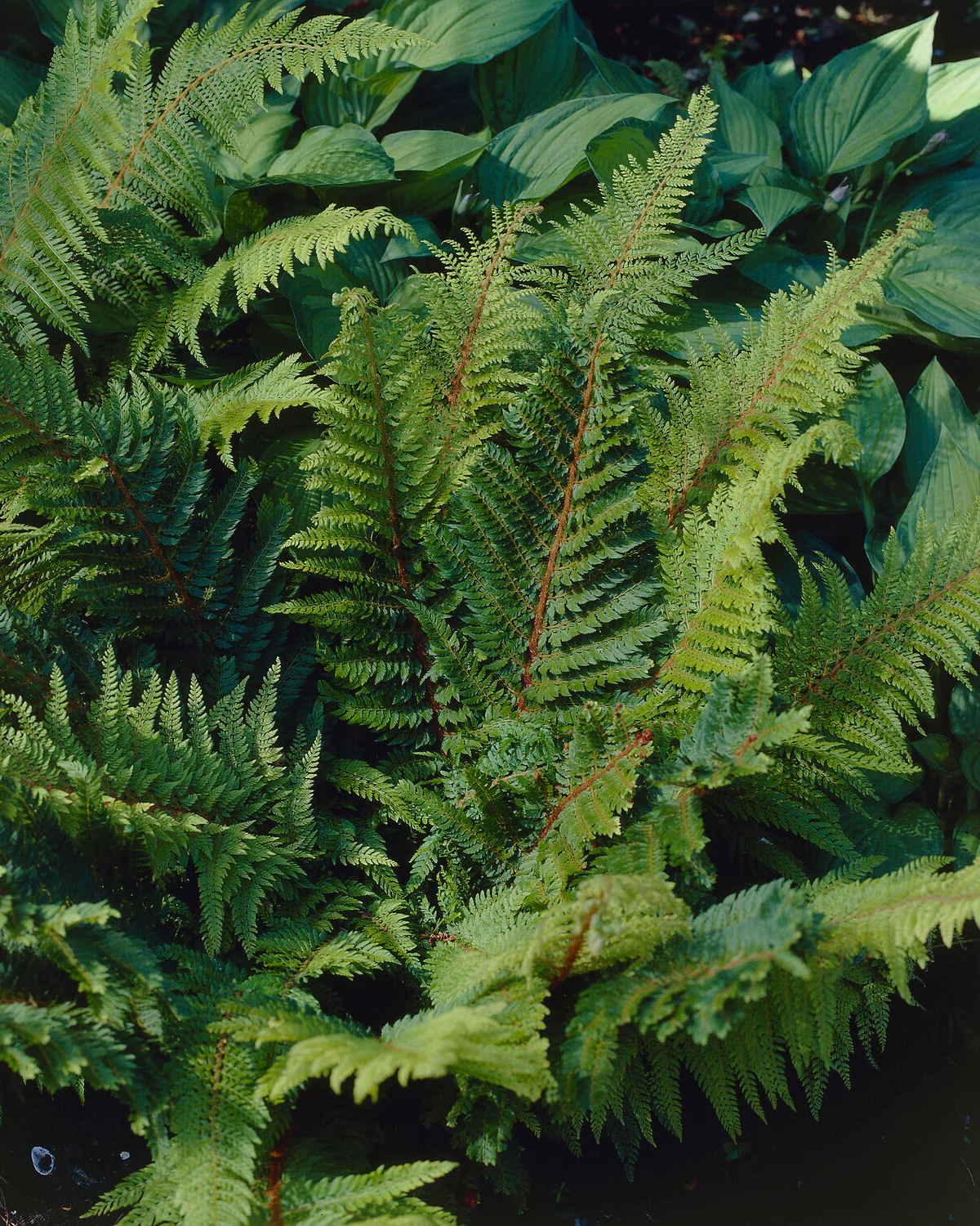 Polystichum 'Plumosum' - Image 7