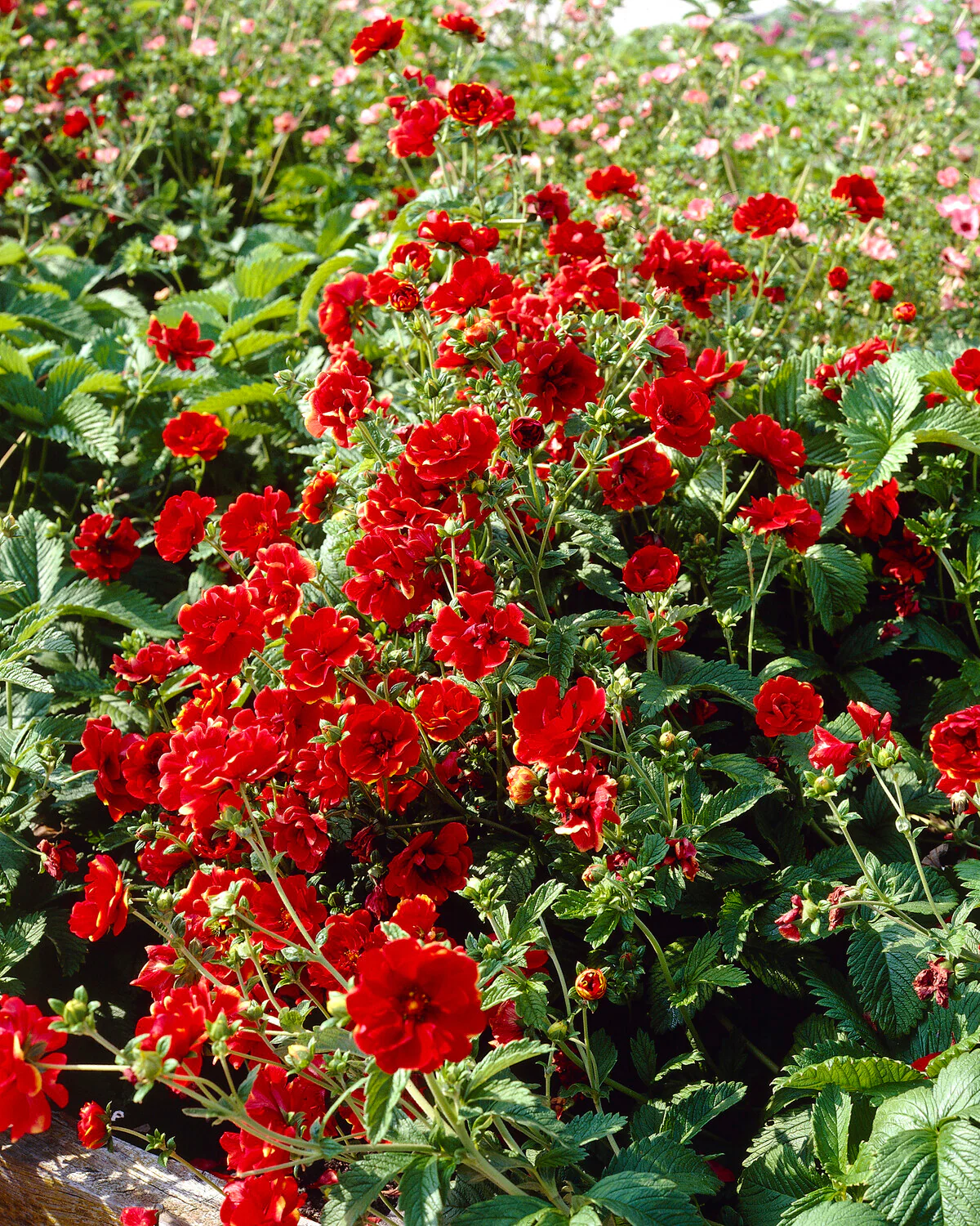 Potentilla 'Arc-en-ciel' - Image 2
