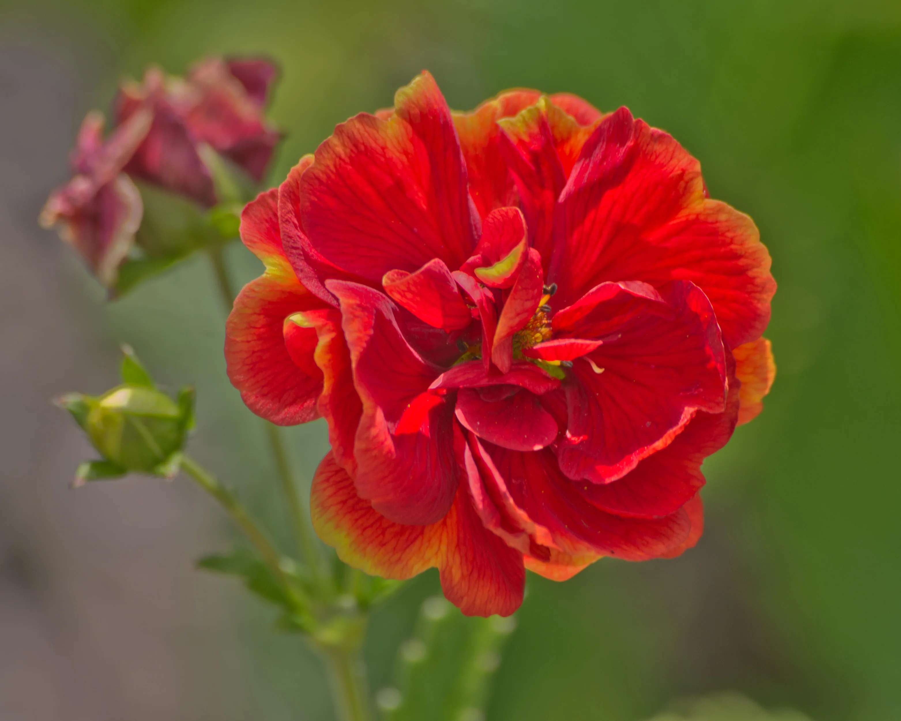 Potentilla 'Arc-en-ciel' - Image 3
