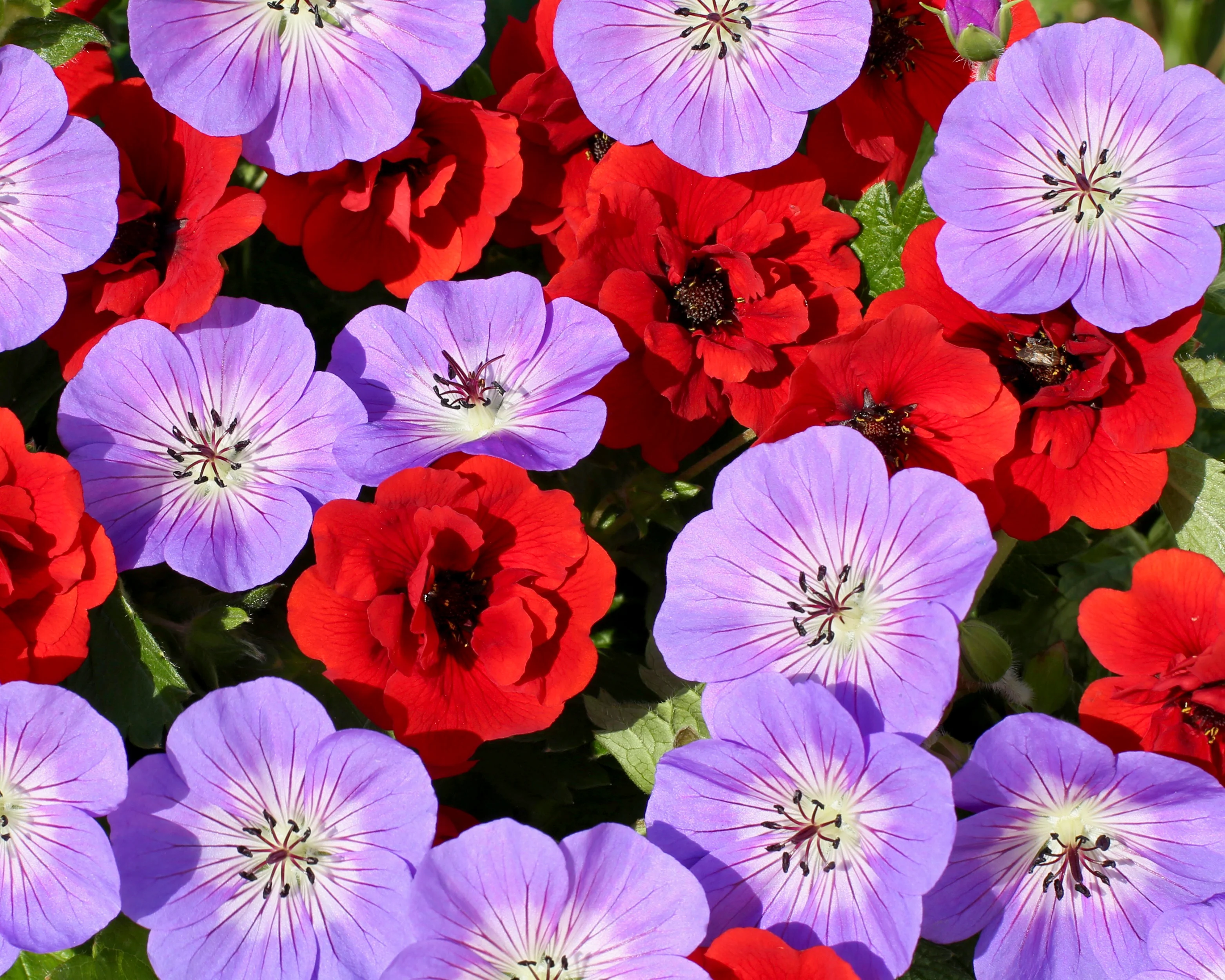 Potentilla 'Arc-en-ciel' - Image 4