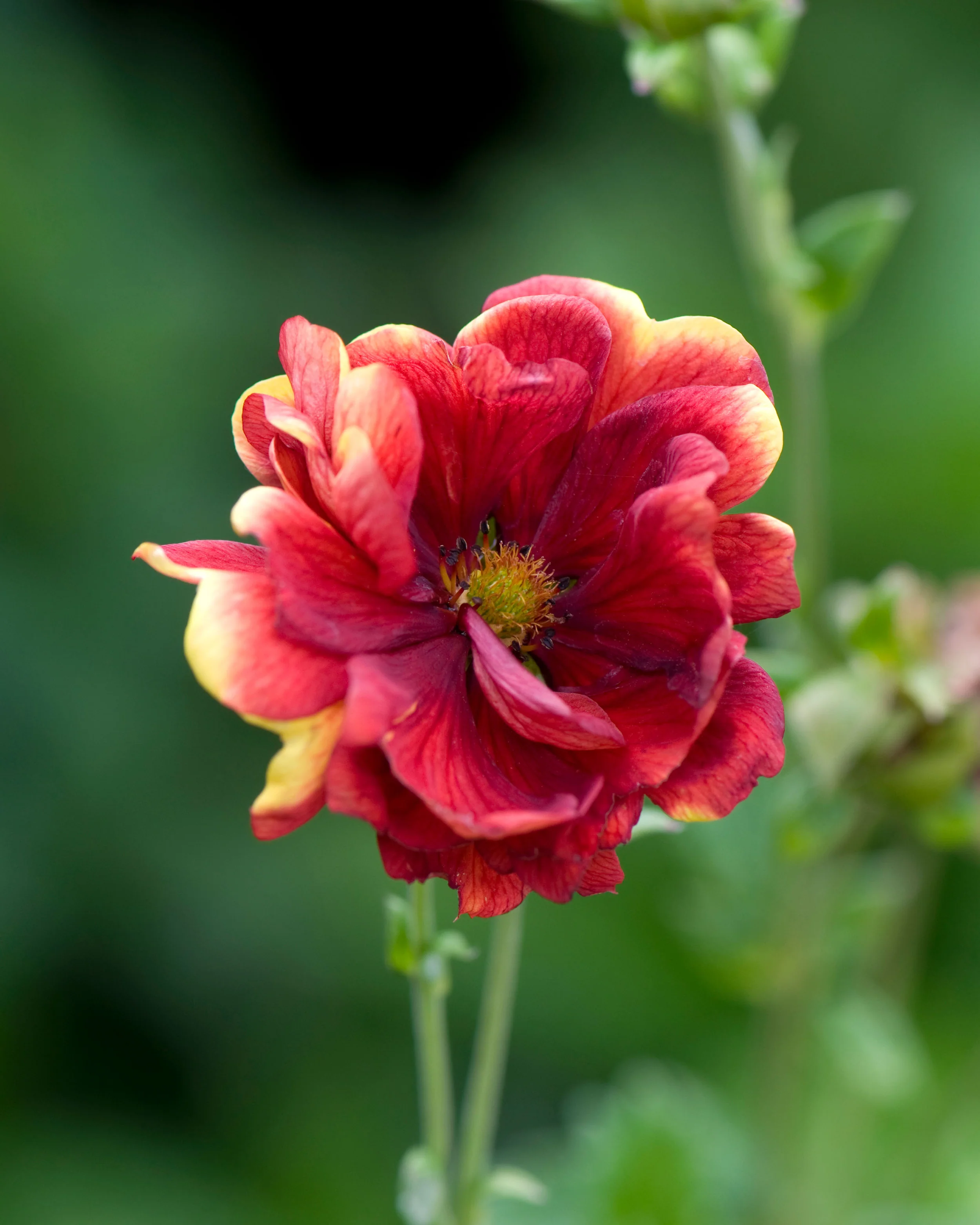 Potentilla 'Arc-en-ciel' - Image 5