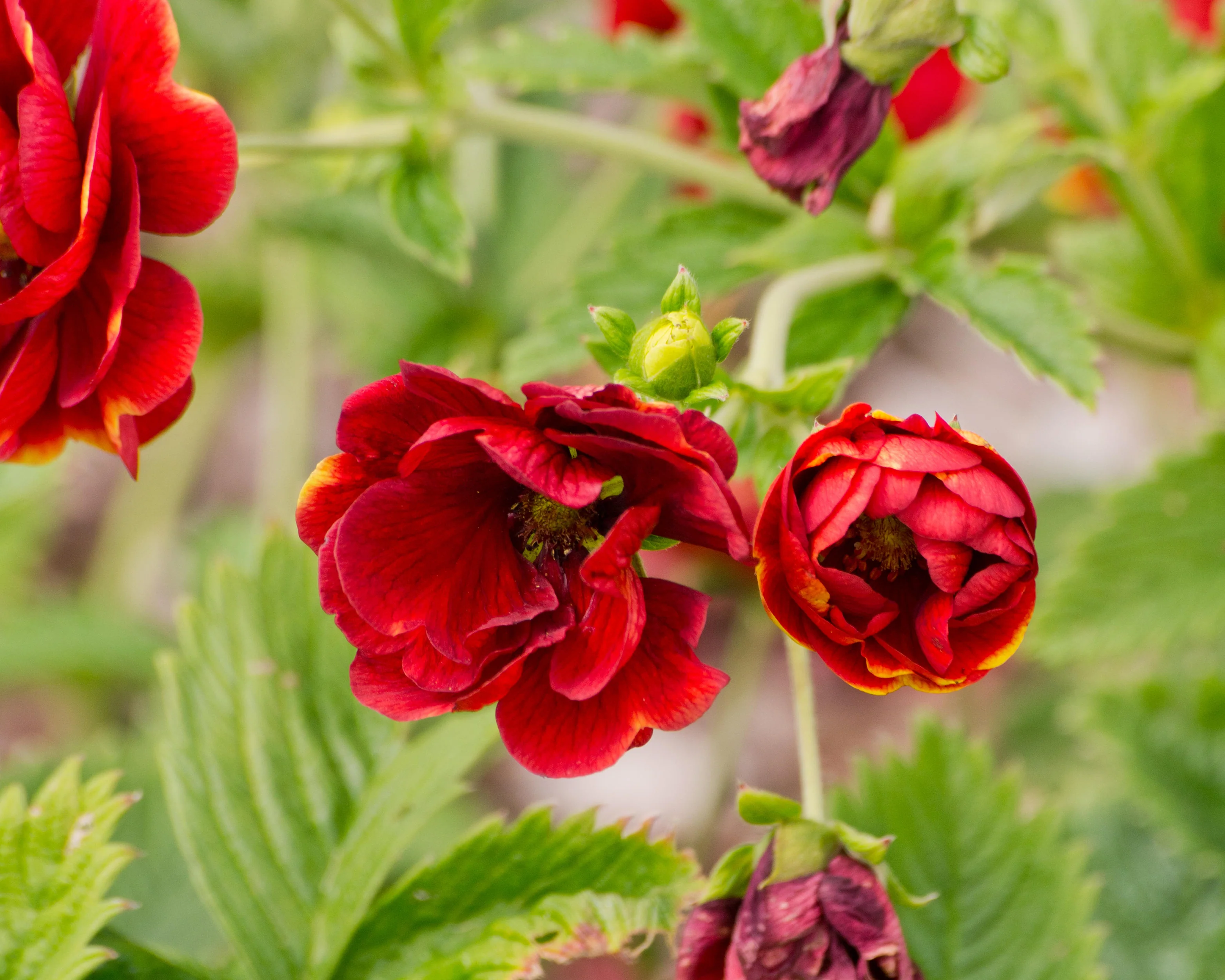 Potentilla 'Arc-en-ciel' - Image 7