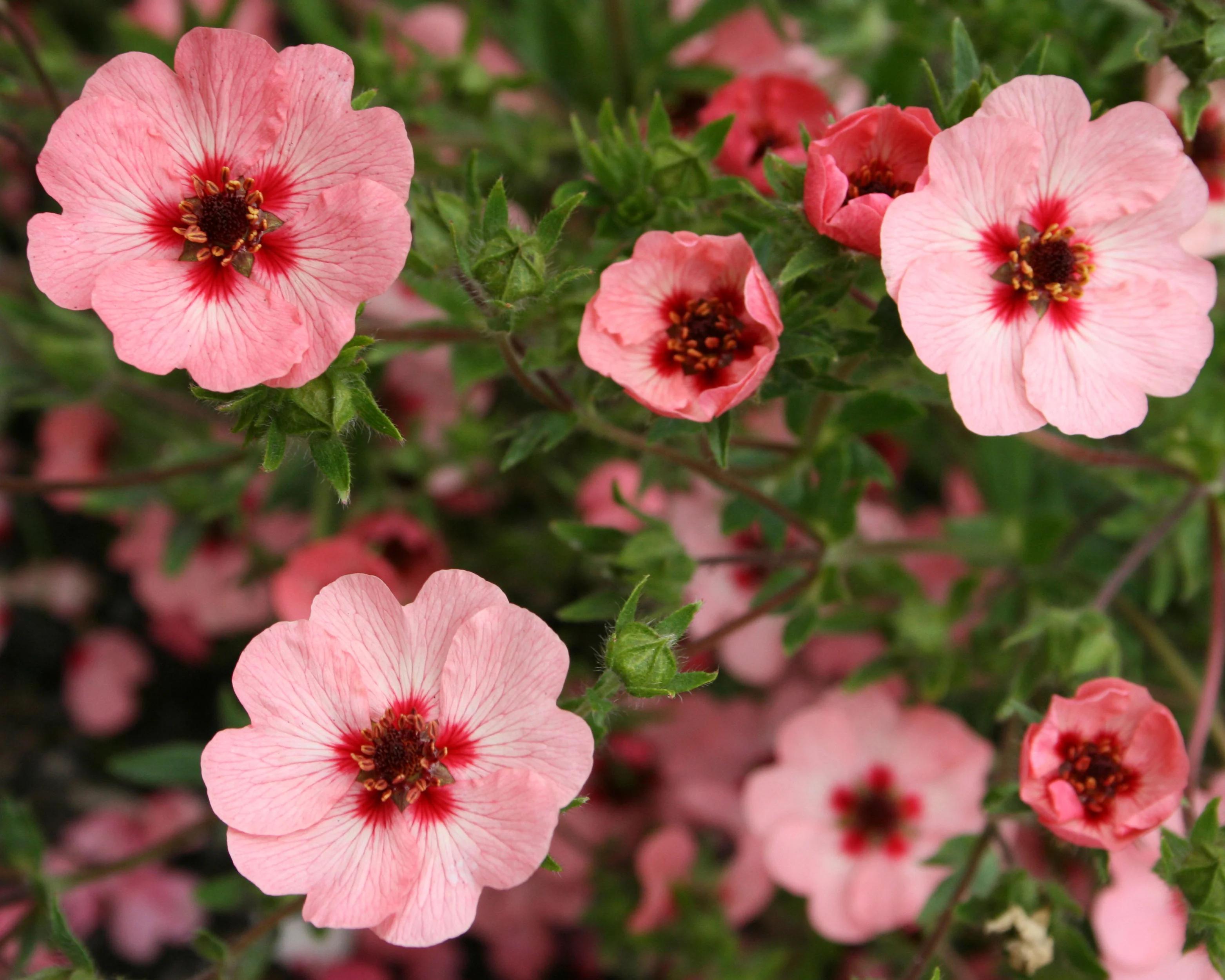 Potentilla 'Miss Willmott' - Image 2