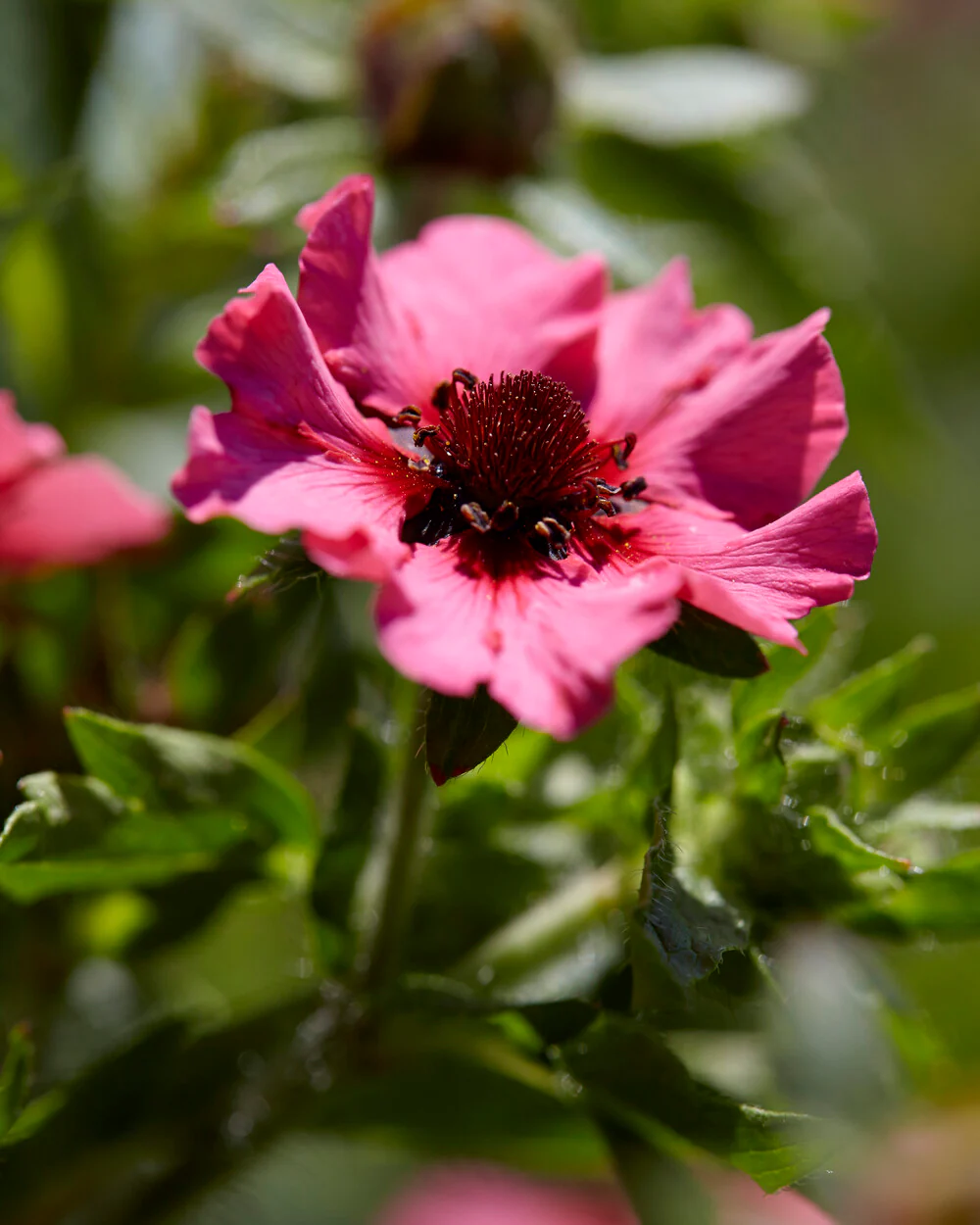 Potentilla 'Miss Willmott' - Image 5