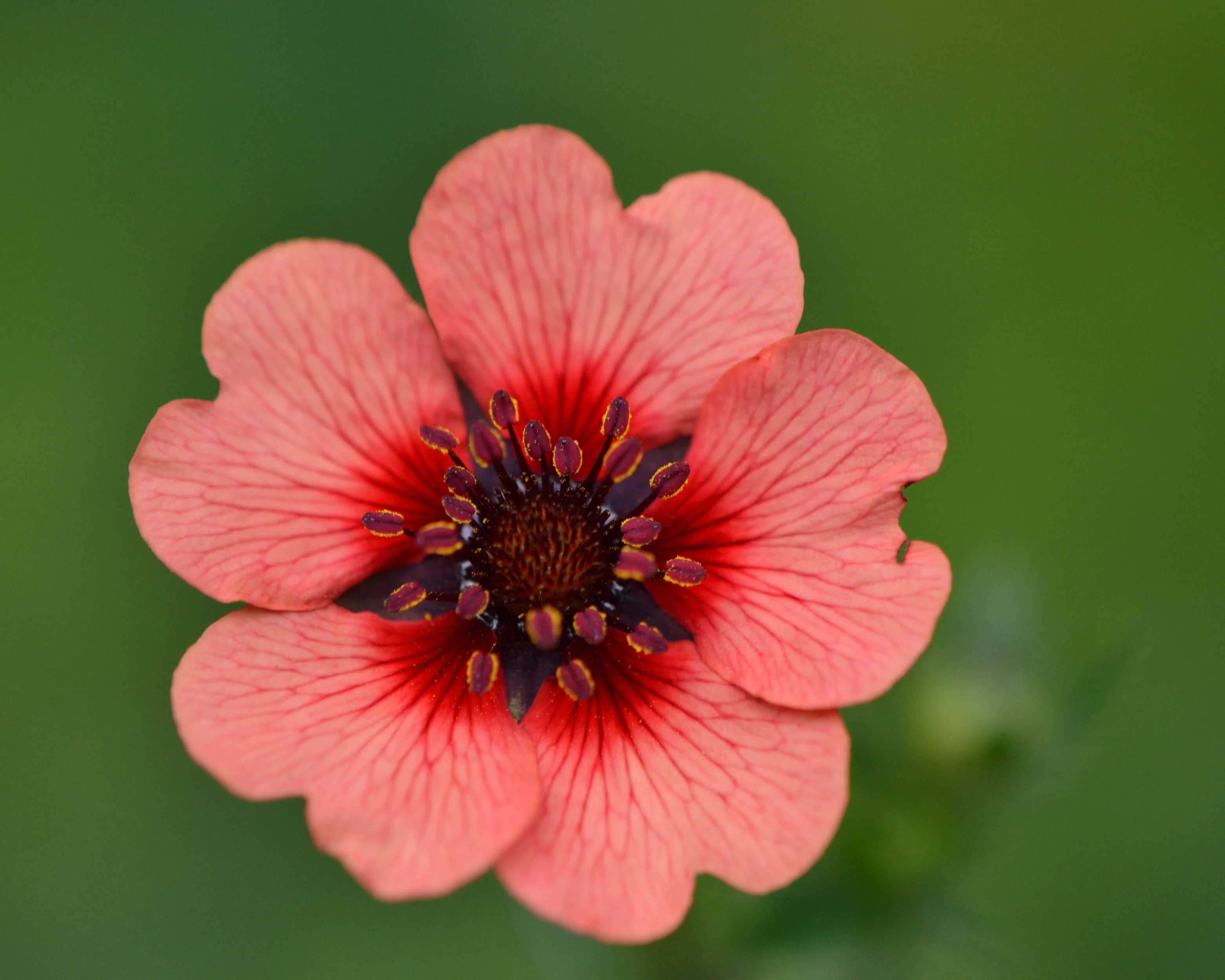 Potentilla 'Miss Willmott' - Image 6