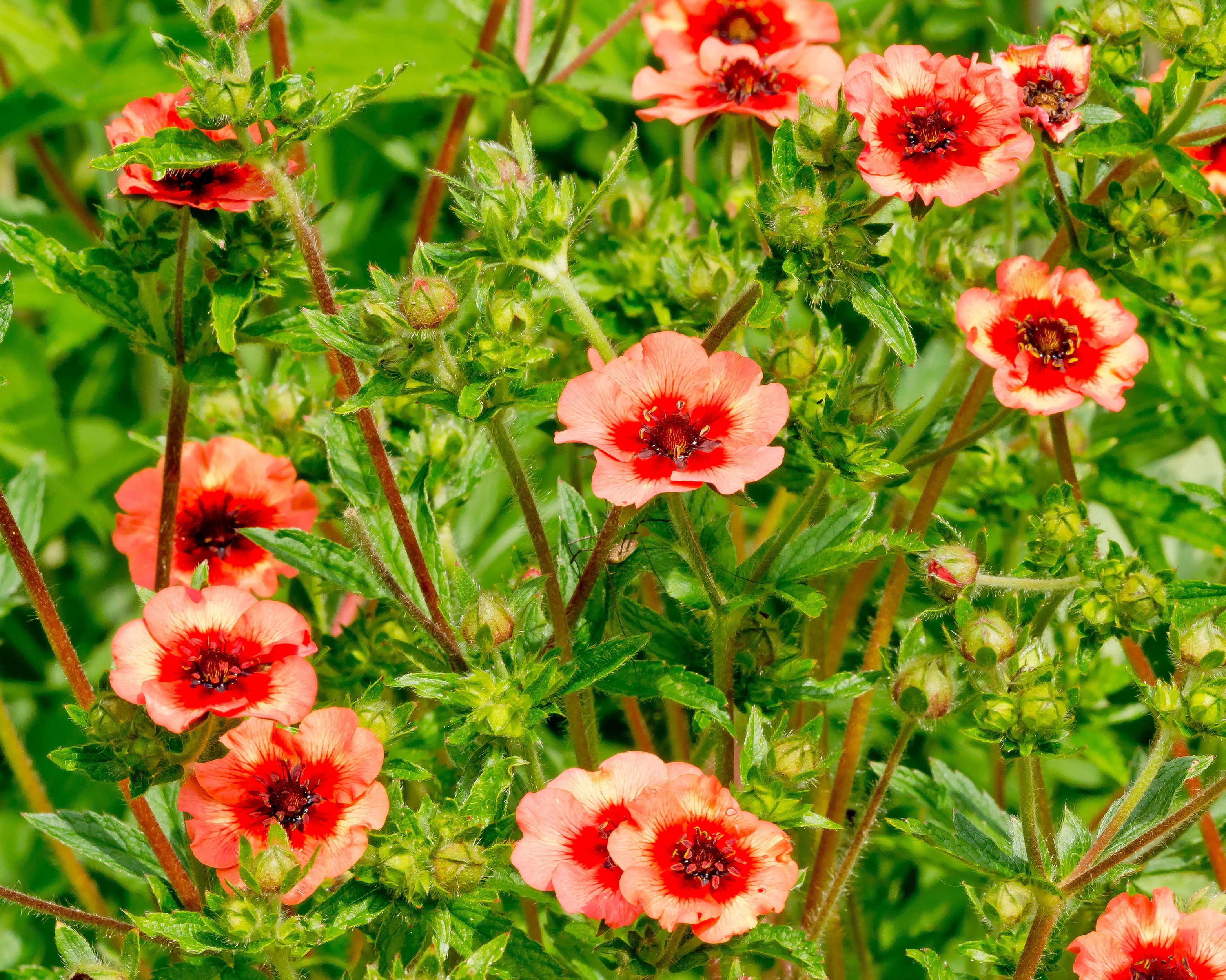 Potentilla 'Miss Willmott' - Image 8
