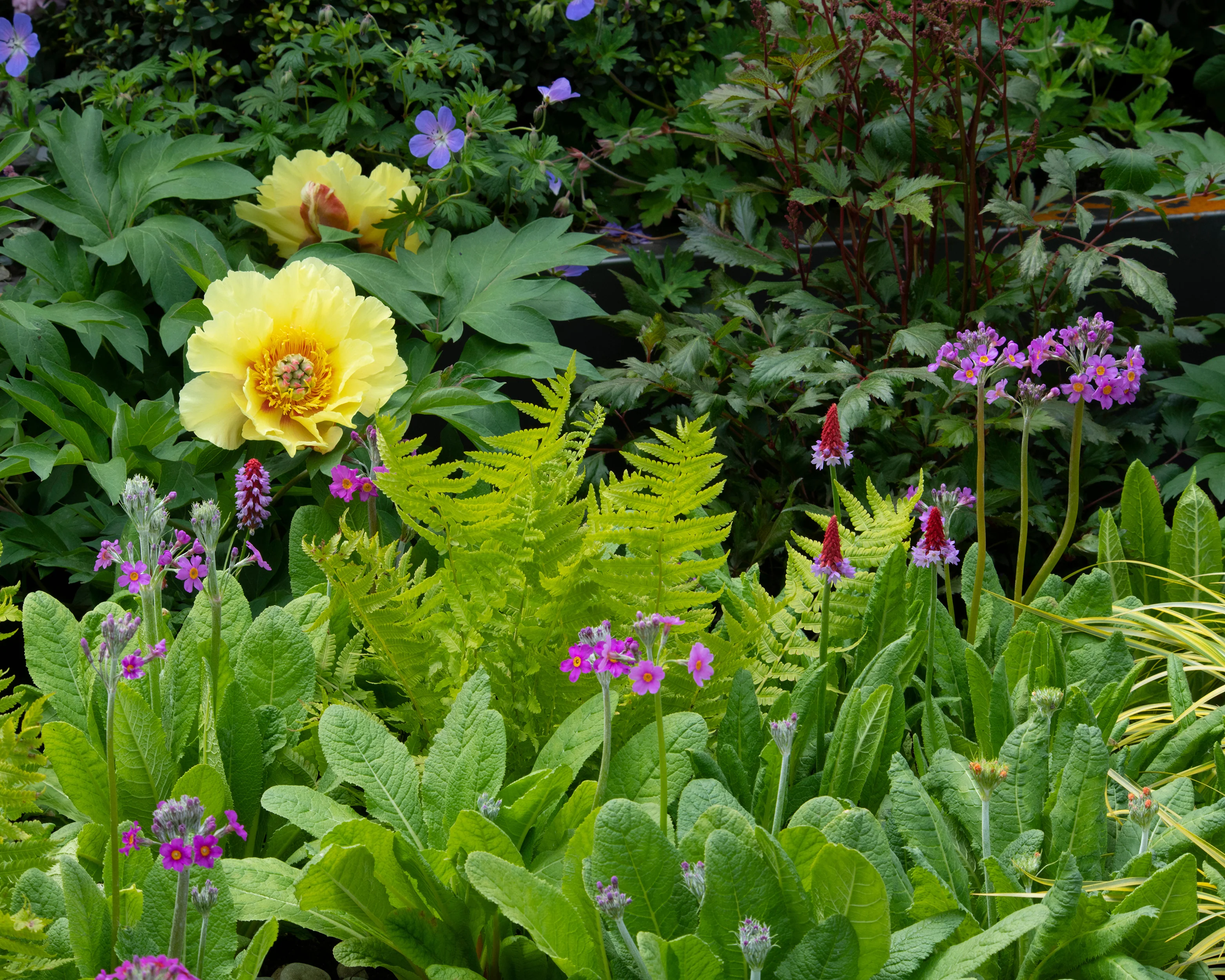 Primula vialii - Image 5