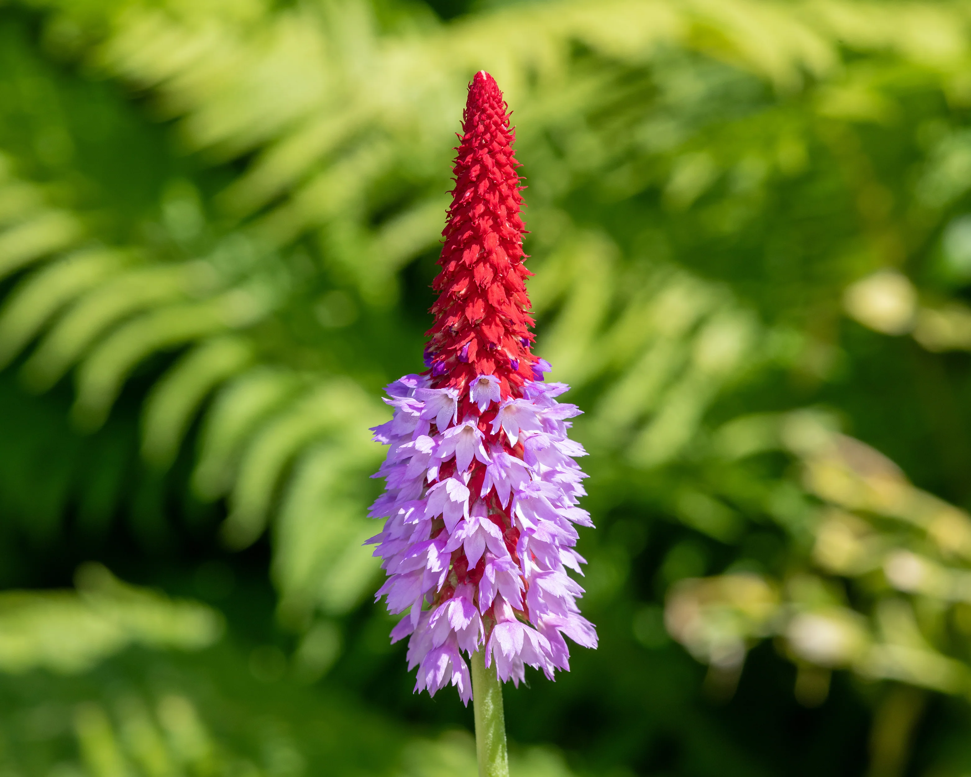 Primula vialii - Image 6