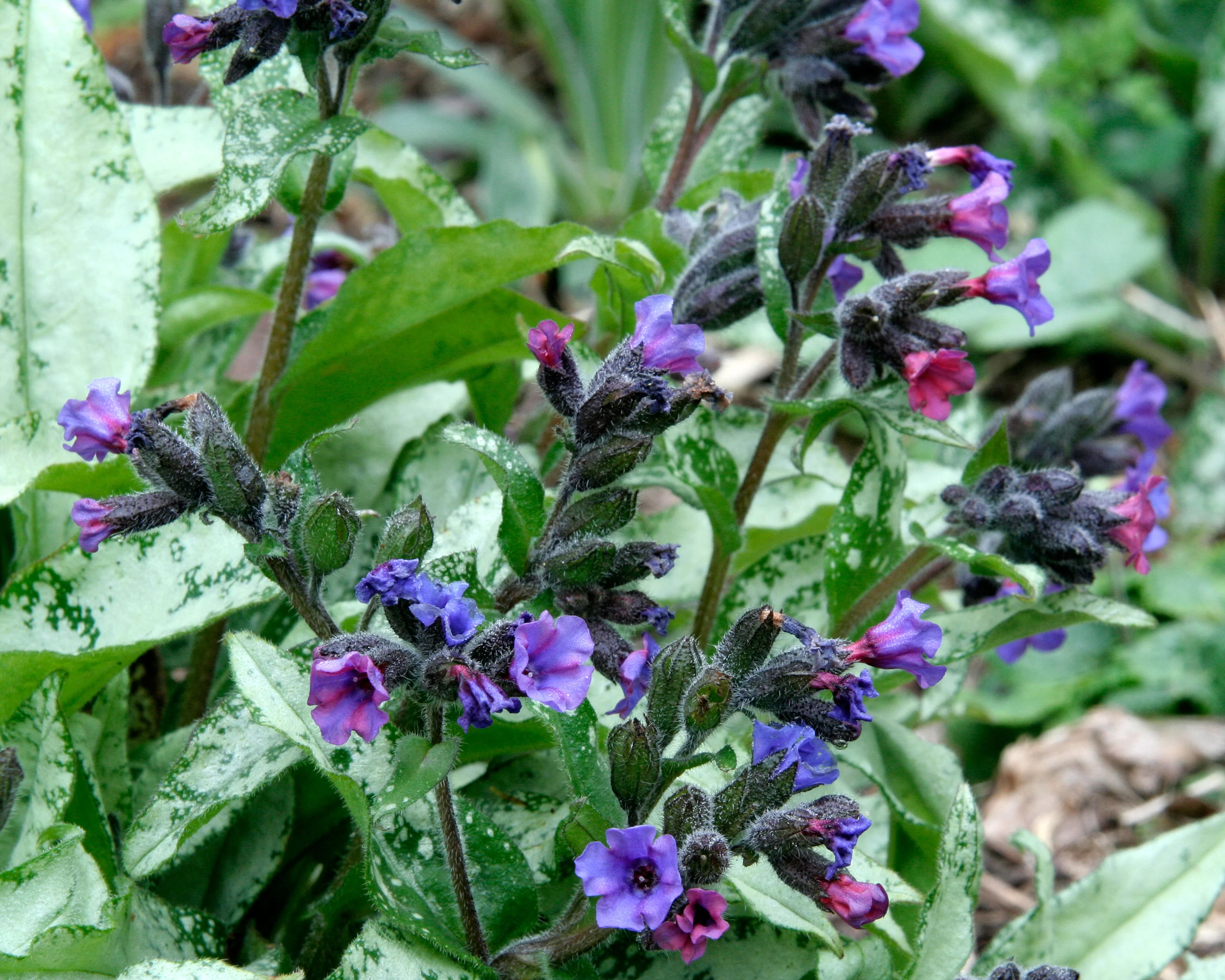 Pulmonaria 'Diana Clare' - Image 5