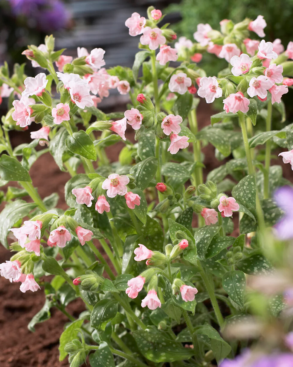 Pulmonaria 'Pierre's Pure Pink' - Image 2