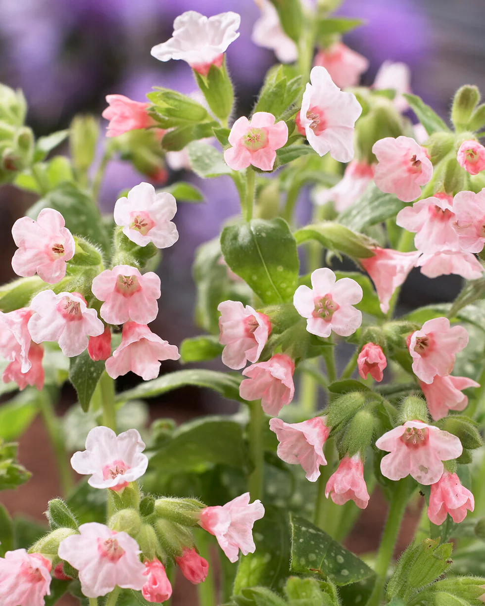 Pulmonaria 'Pierre's Pure Pink' - Image 3