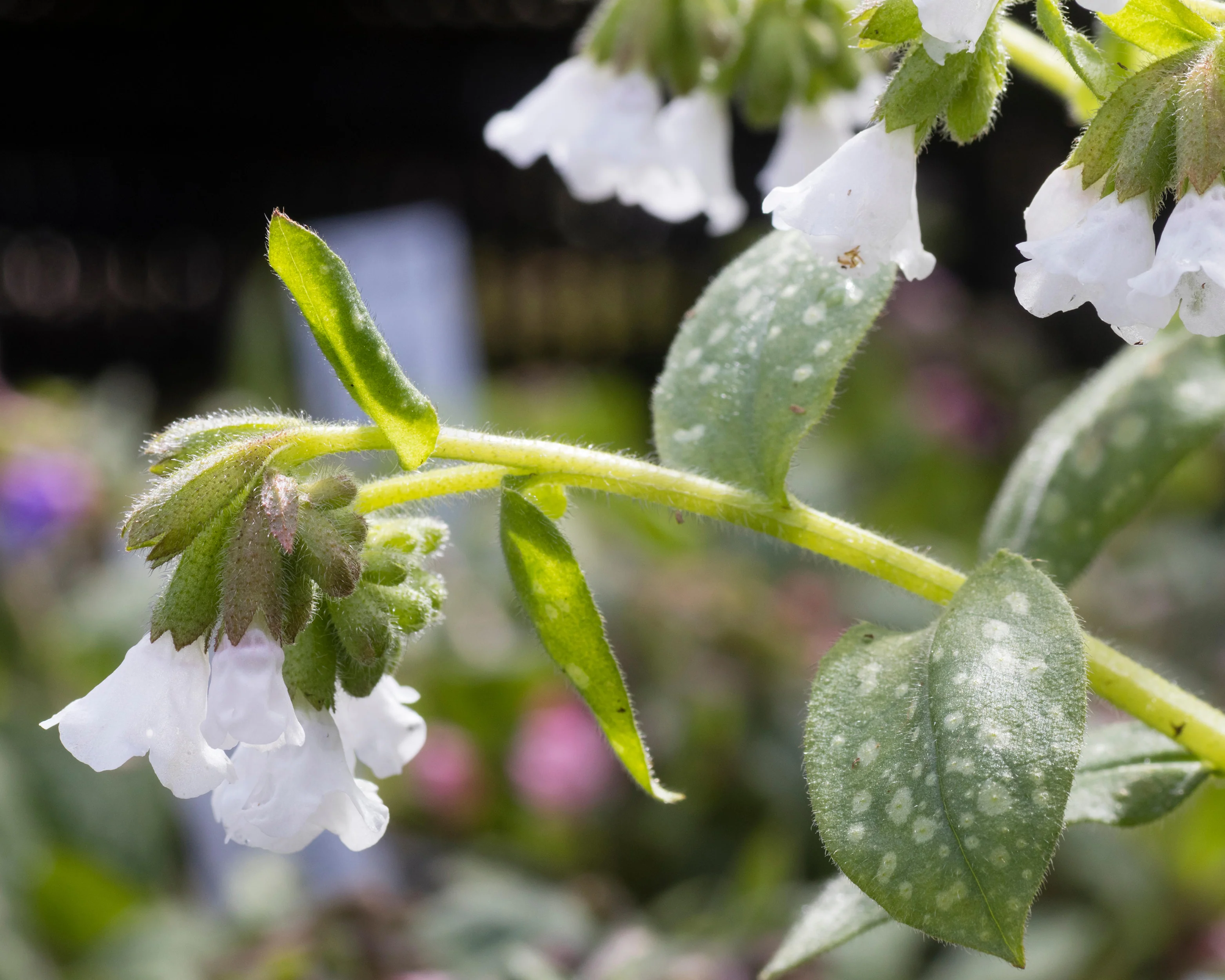Pulmonaria 'Sissinghurst White' - Image 2