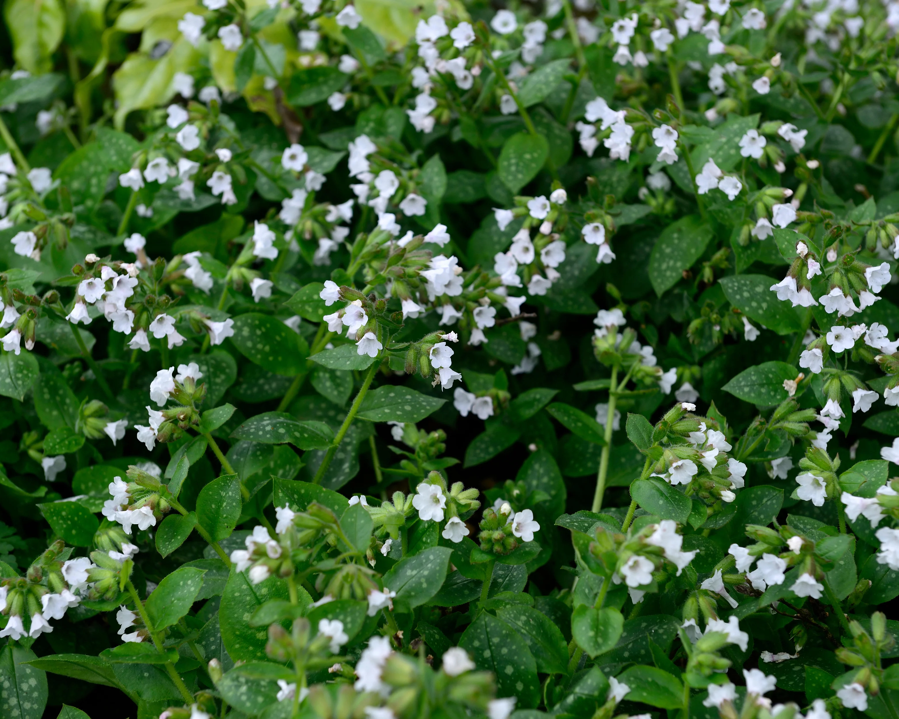 Pulmonaria 'Sissinghurst White' - Image 4