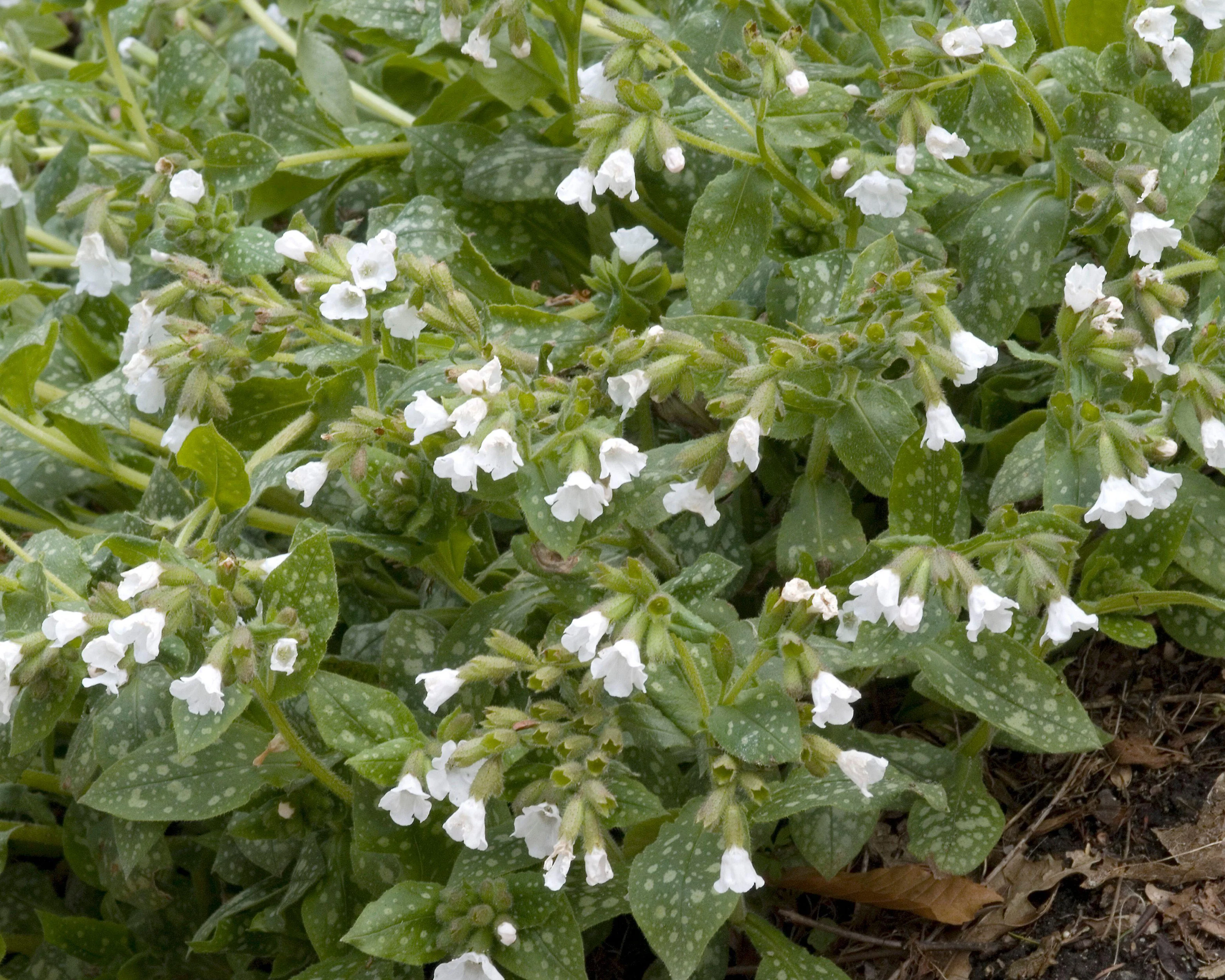 Pulmonaria 'Sissinghurst White' - Image 6