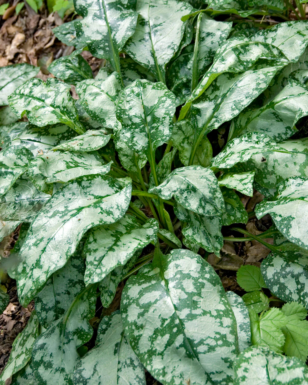 Pulmonaria 'Sissinghurst White' - Image 7