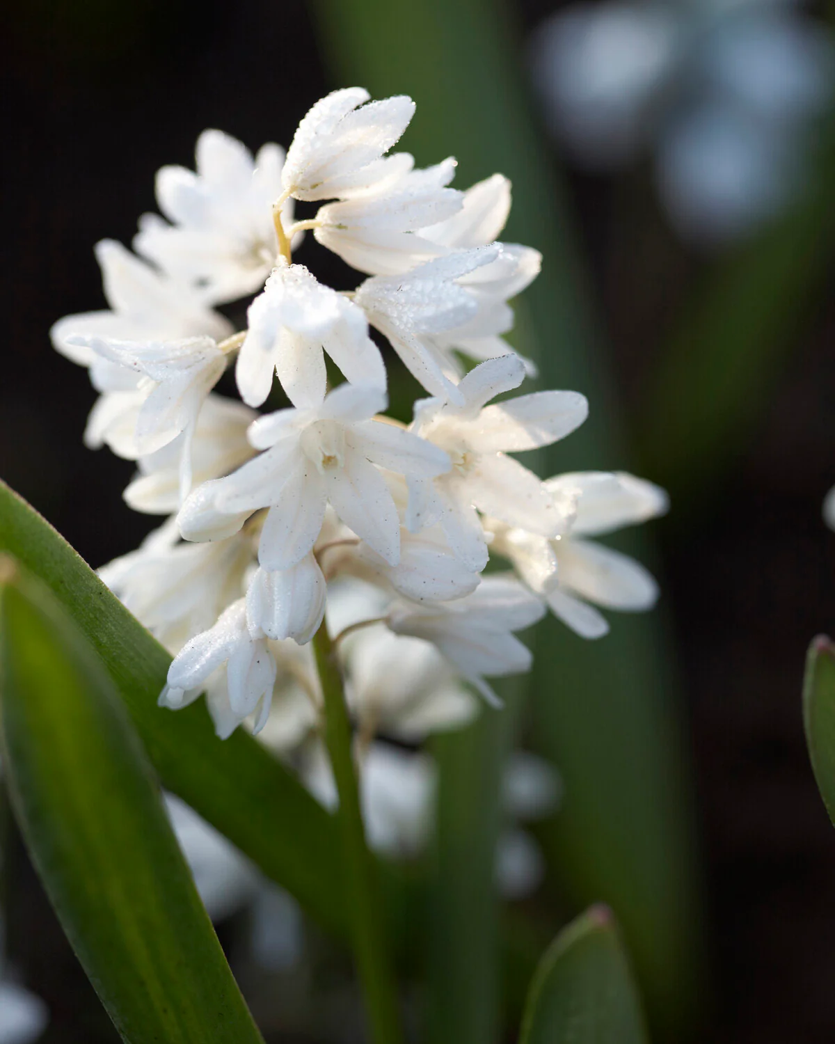 Puschkinia libanotica 'Alba' - Image 3