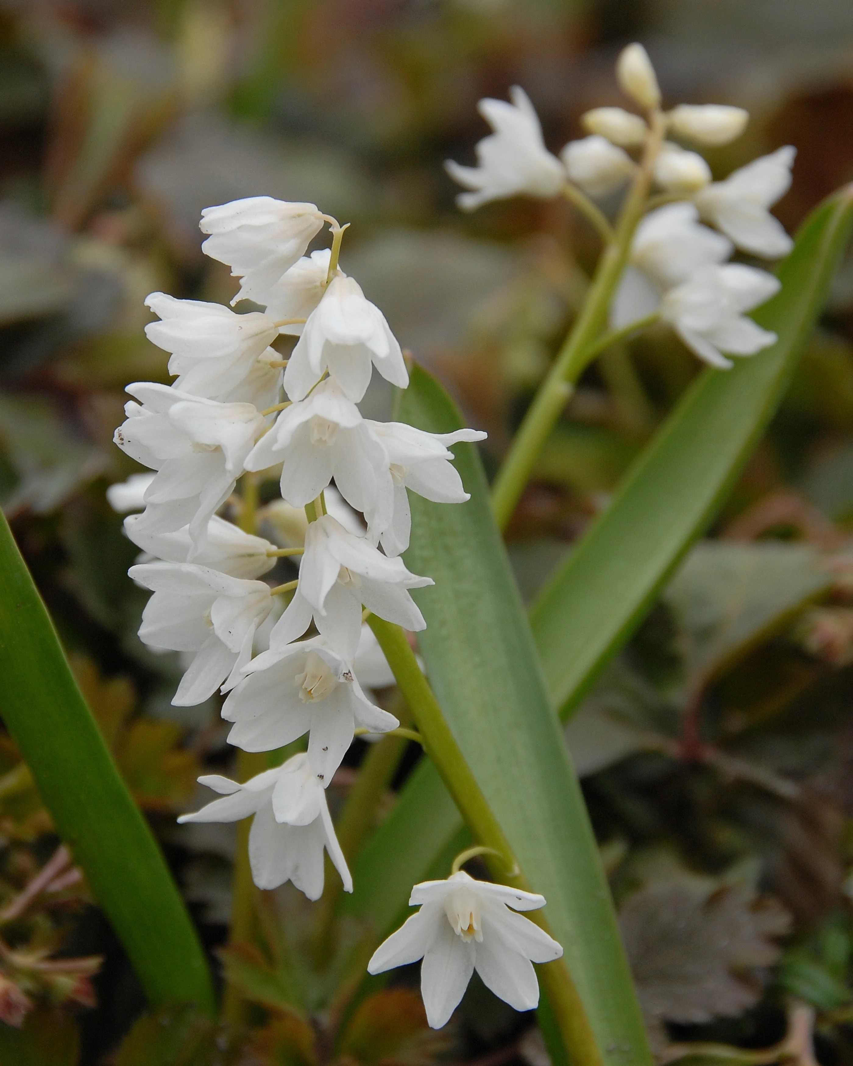 Puschkinia libanotica 'Alba' - Image 7