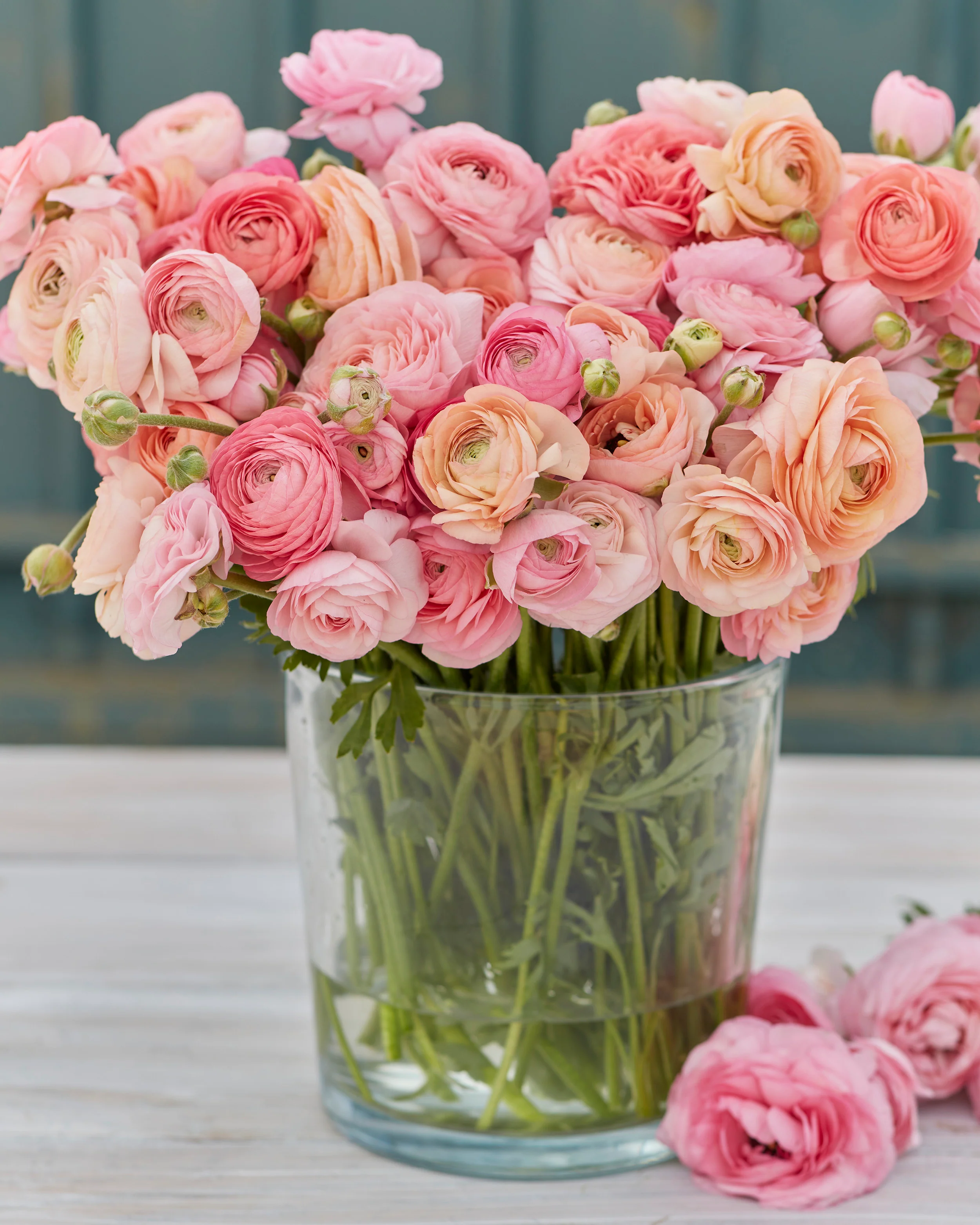 Ranunculus 'Amandine Pastel Pink'