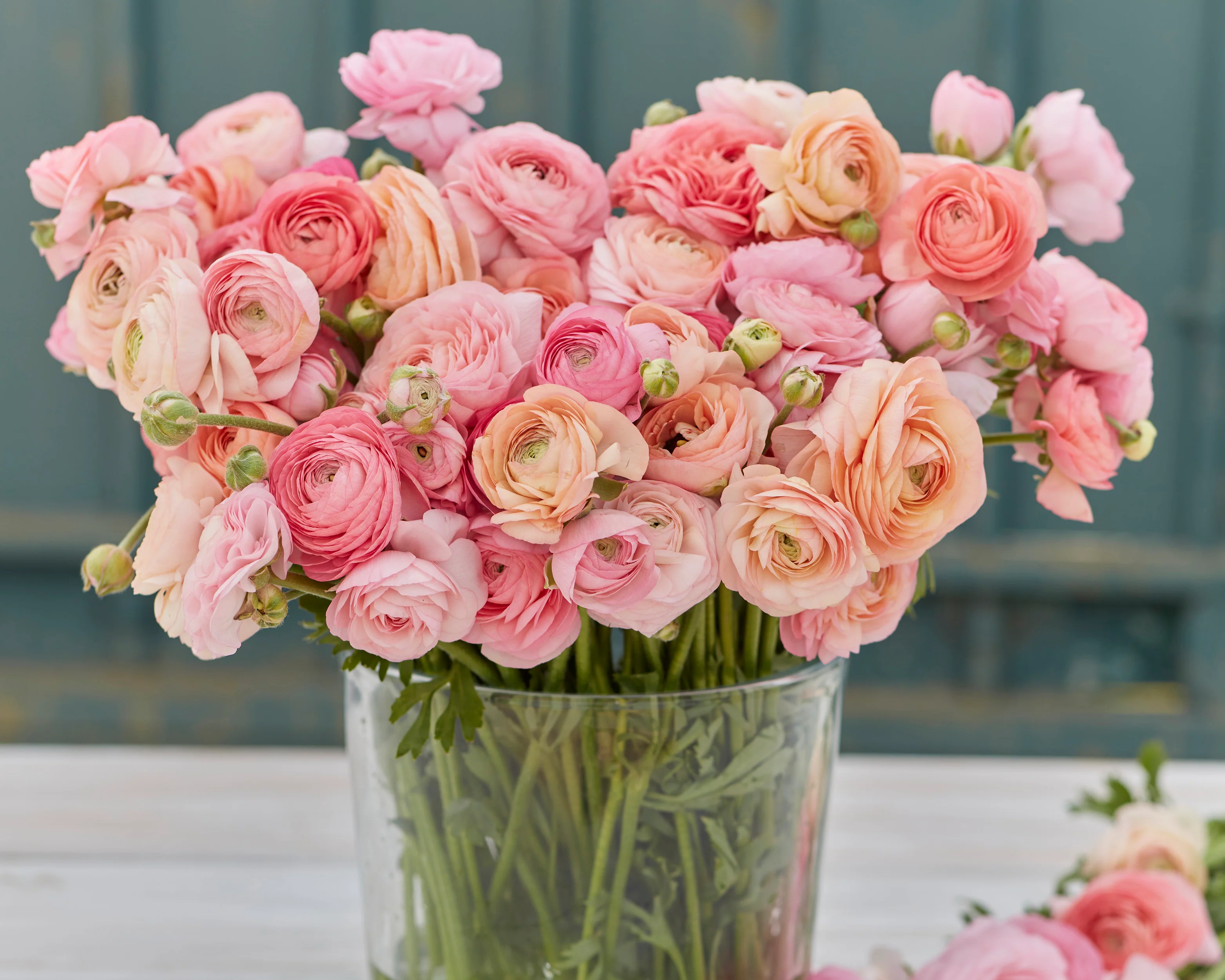 Ranunculus 'Amandine Pastel Pink' - Image 2
