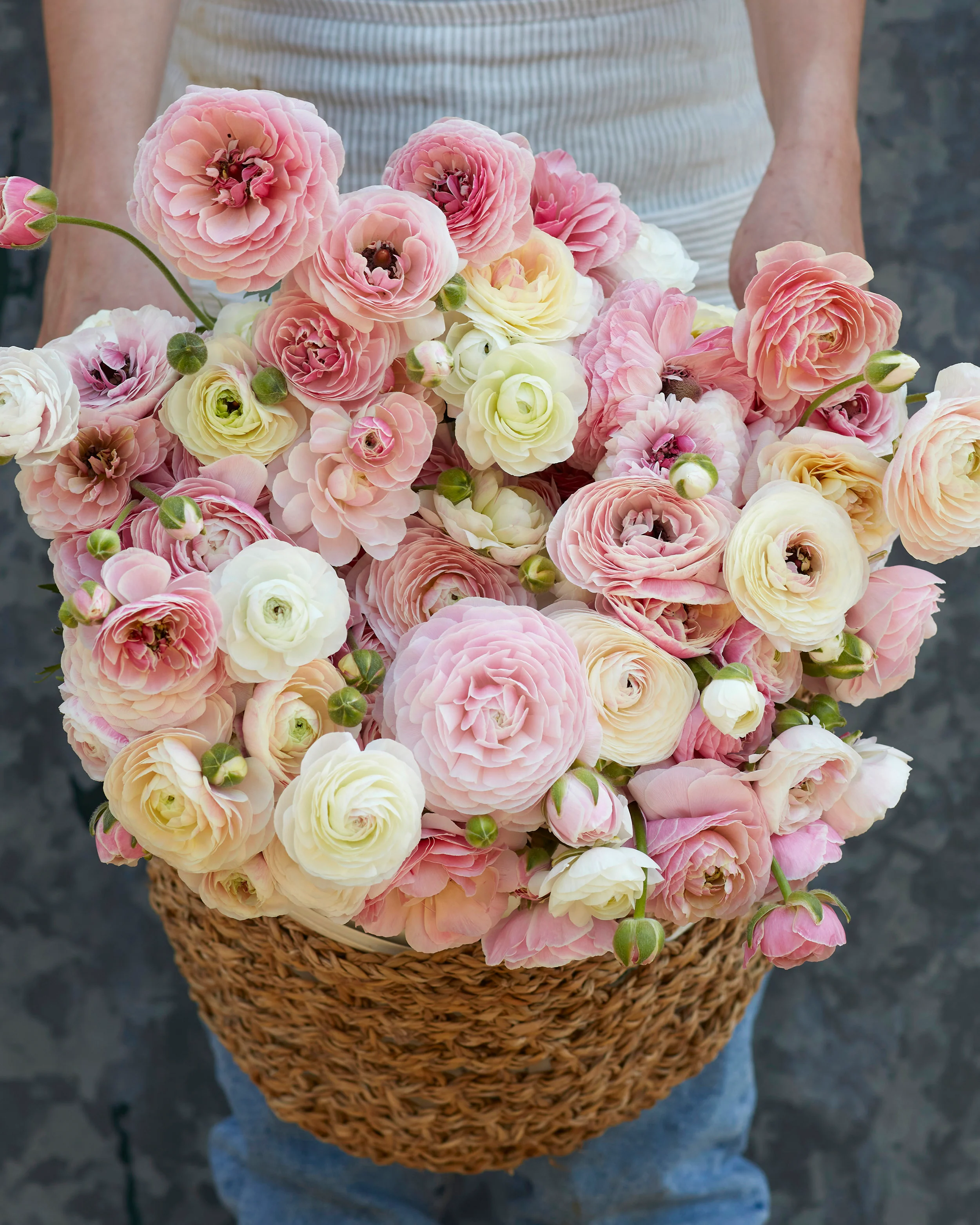 Ranunculus 'Amandine Porcelaine'