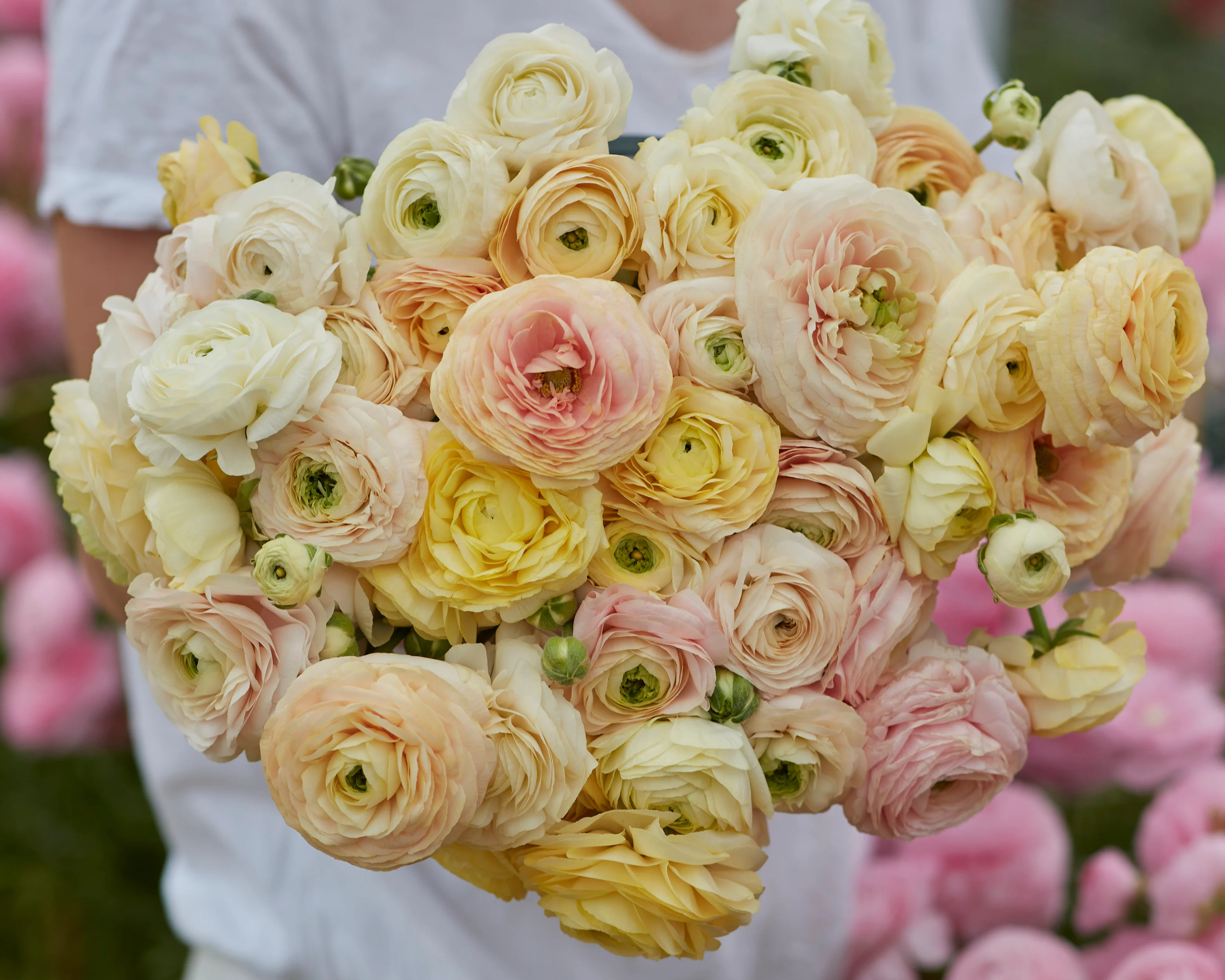 Ranunculus 'Amandine Wedding Pastel' - Image 2