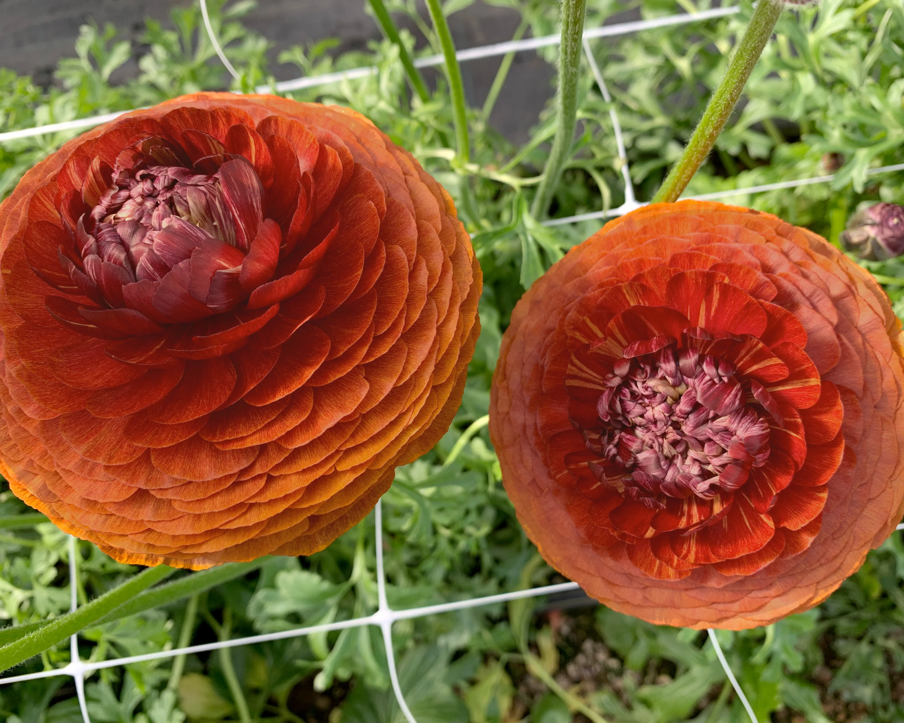 Ranunculus 'Elegance® Cioccolato' - Image 2