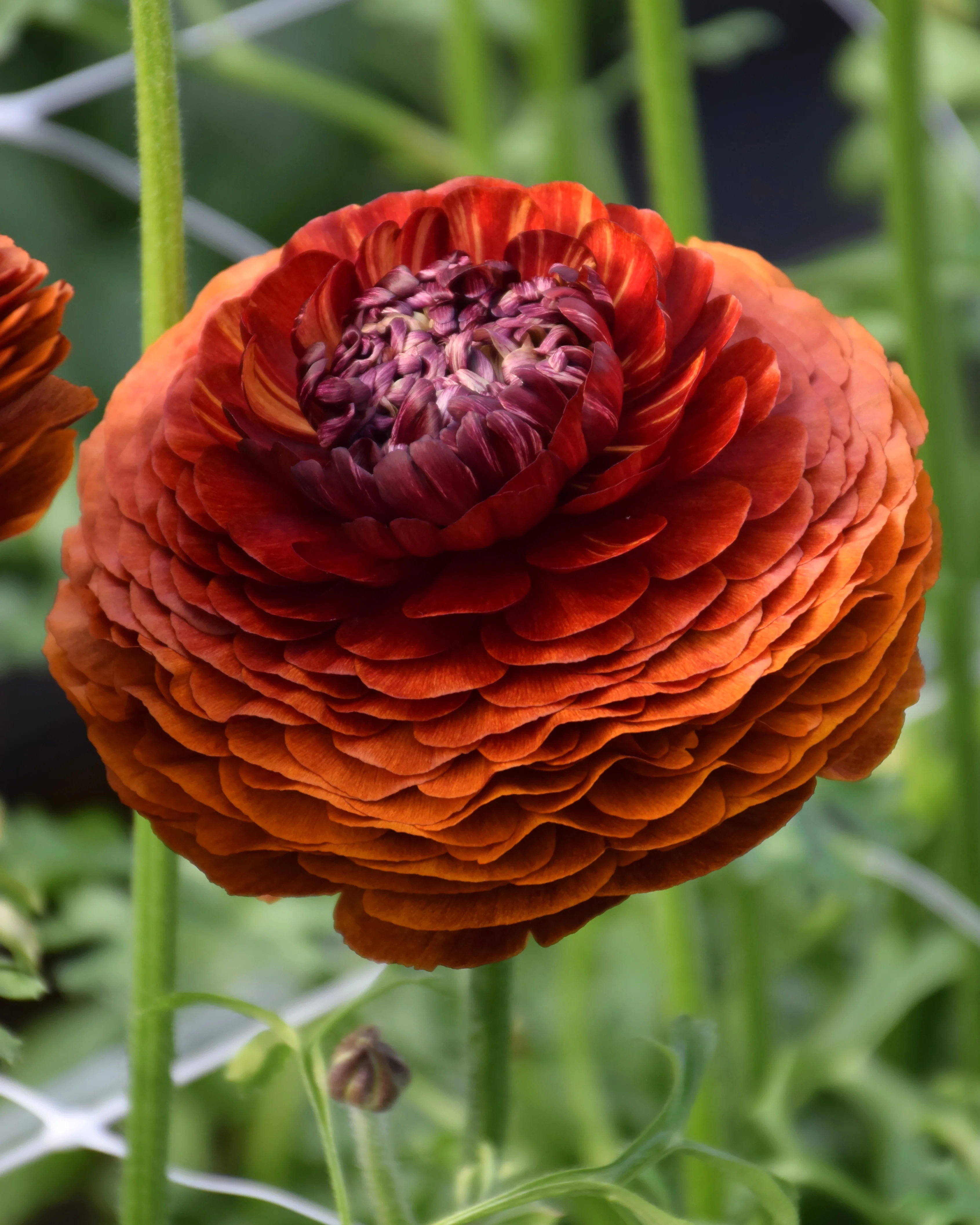 Ranunculus 'Elegance® Cioccolato' - Image 3