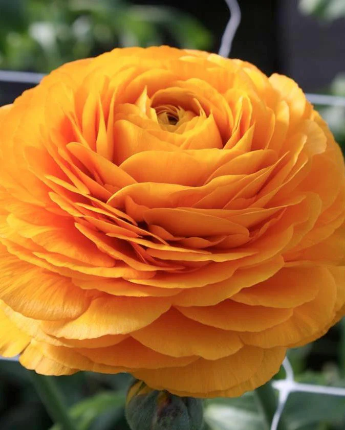 Ranunculus 'Elegance® Clementine' - Image 3