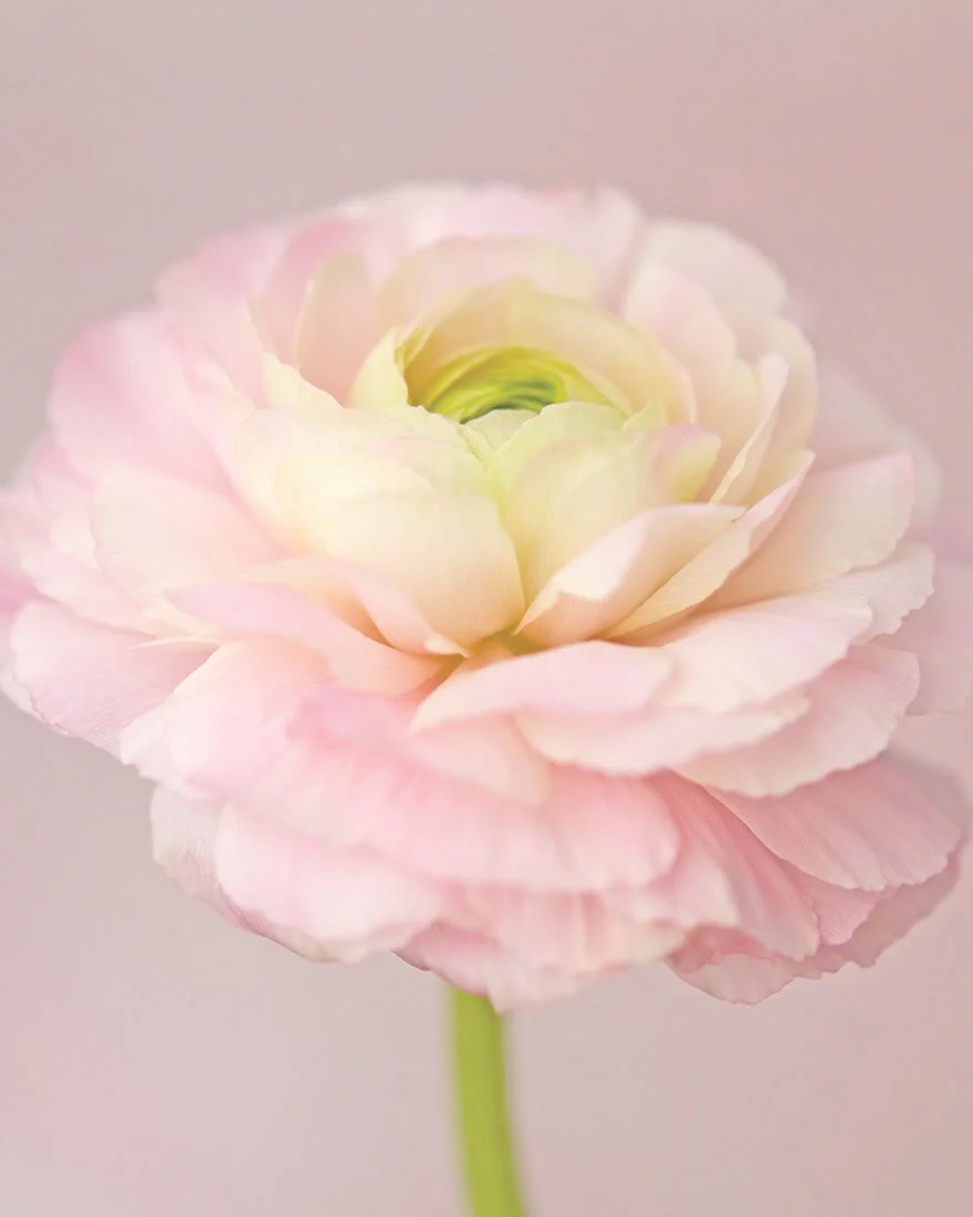 Ranunculus 'Elegance® Pastello' - Image 2