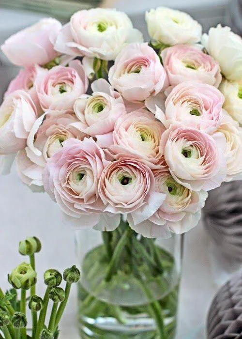 Ranunculus 'Elegance® Pastello' - Image 4