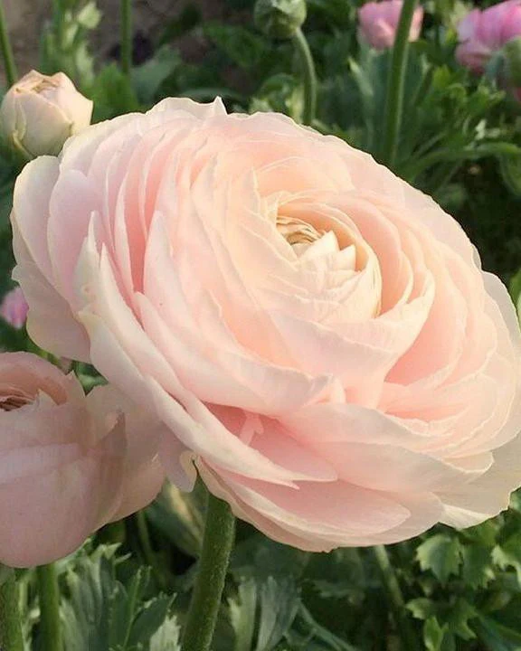 Ranunculus 'Elegance® Pastello' - Image 5