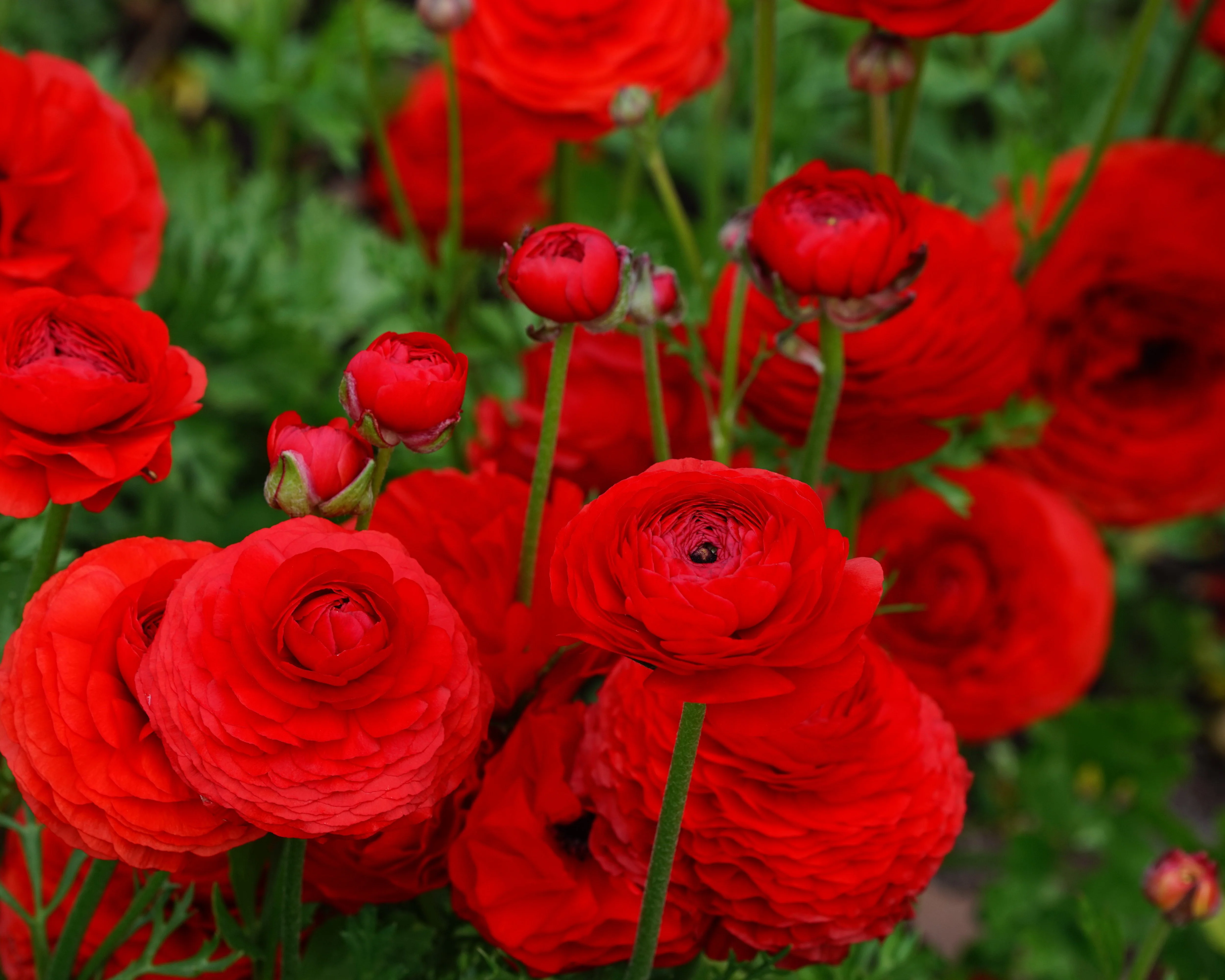 Ranunculus 'Elegance® Rosso' - Image 2