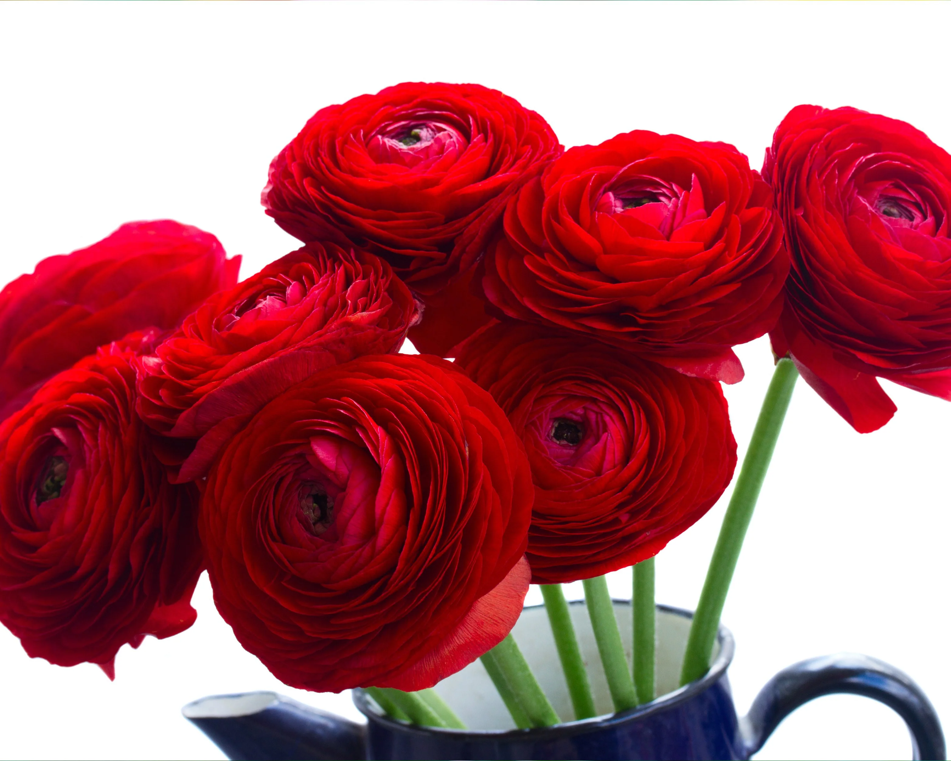 Ranunculus 'Elegance® Rosso' - Image 3
