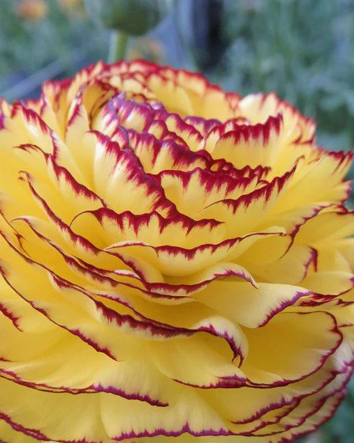 Ranunculus 'Elegance® Striato Giallo' - Image 2