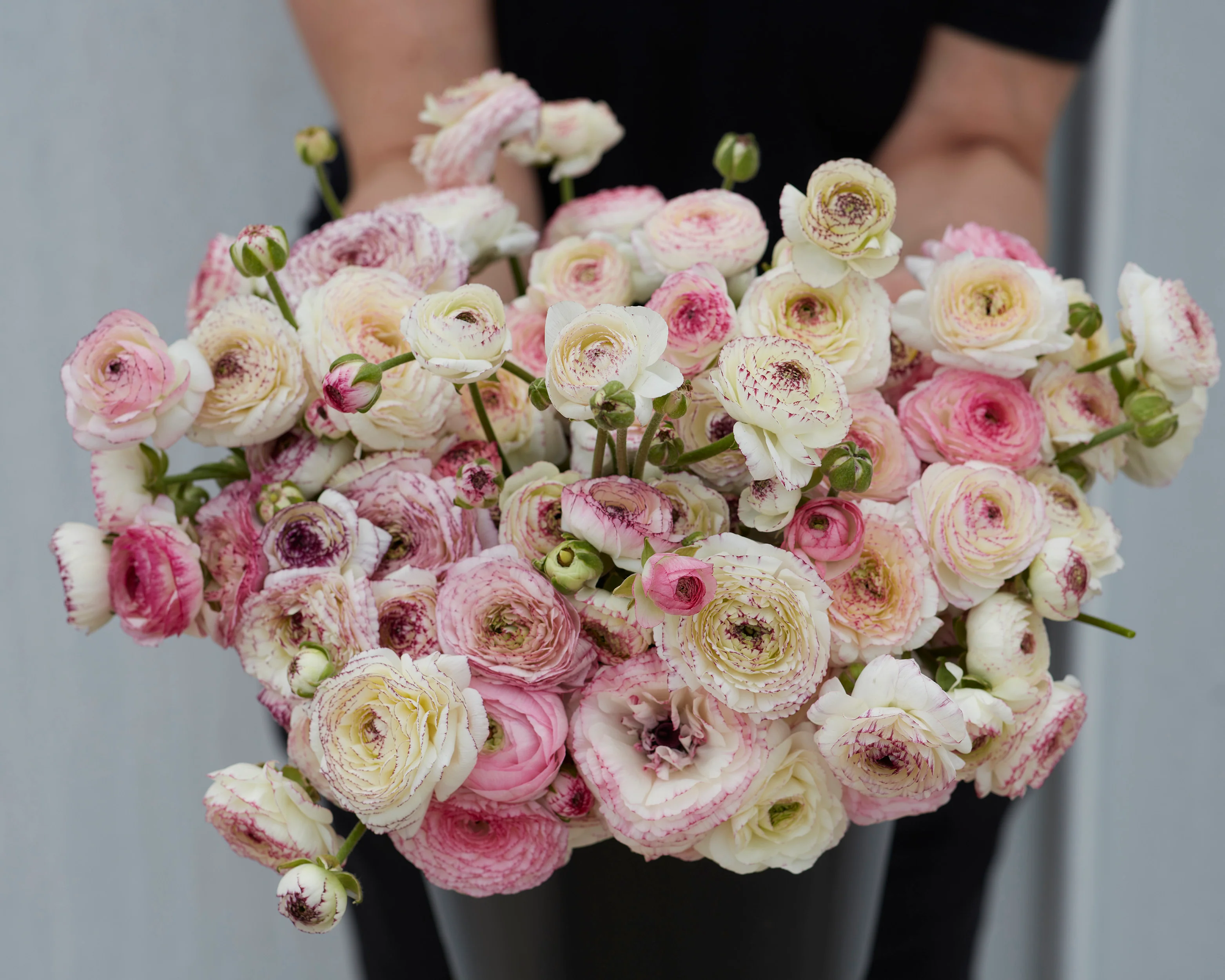 Ranunculus 'Friandine White Picotee' - Image 2