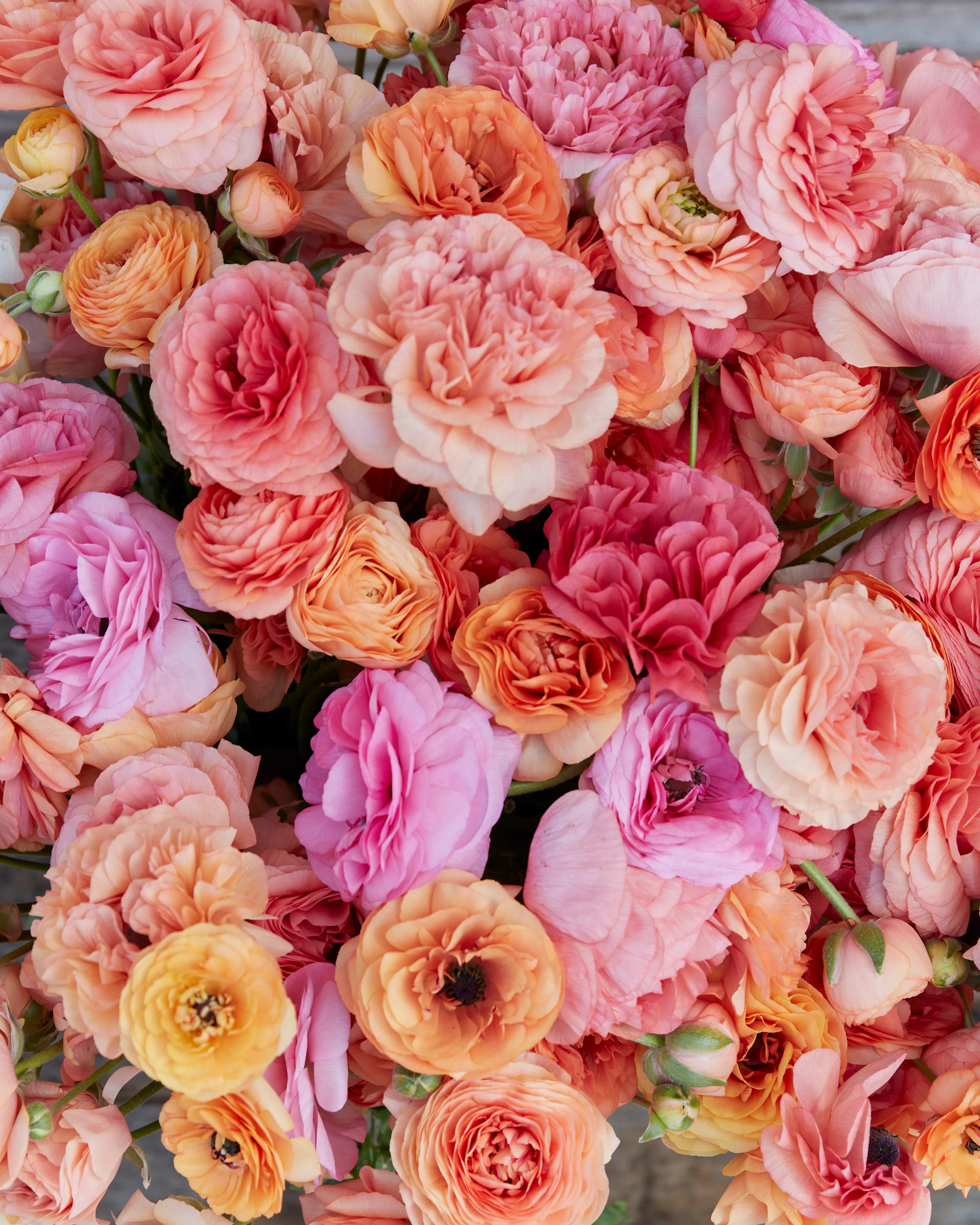 Ranunculus 'Pauline Champagne' - Image 2