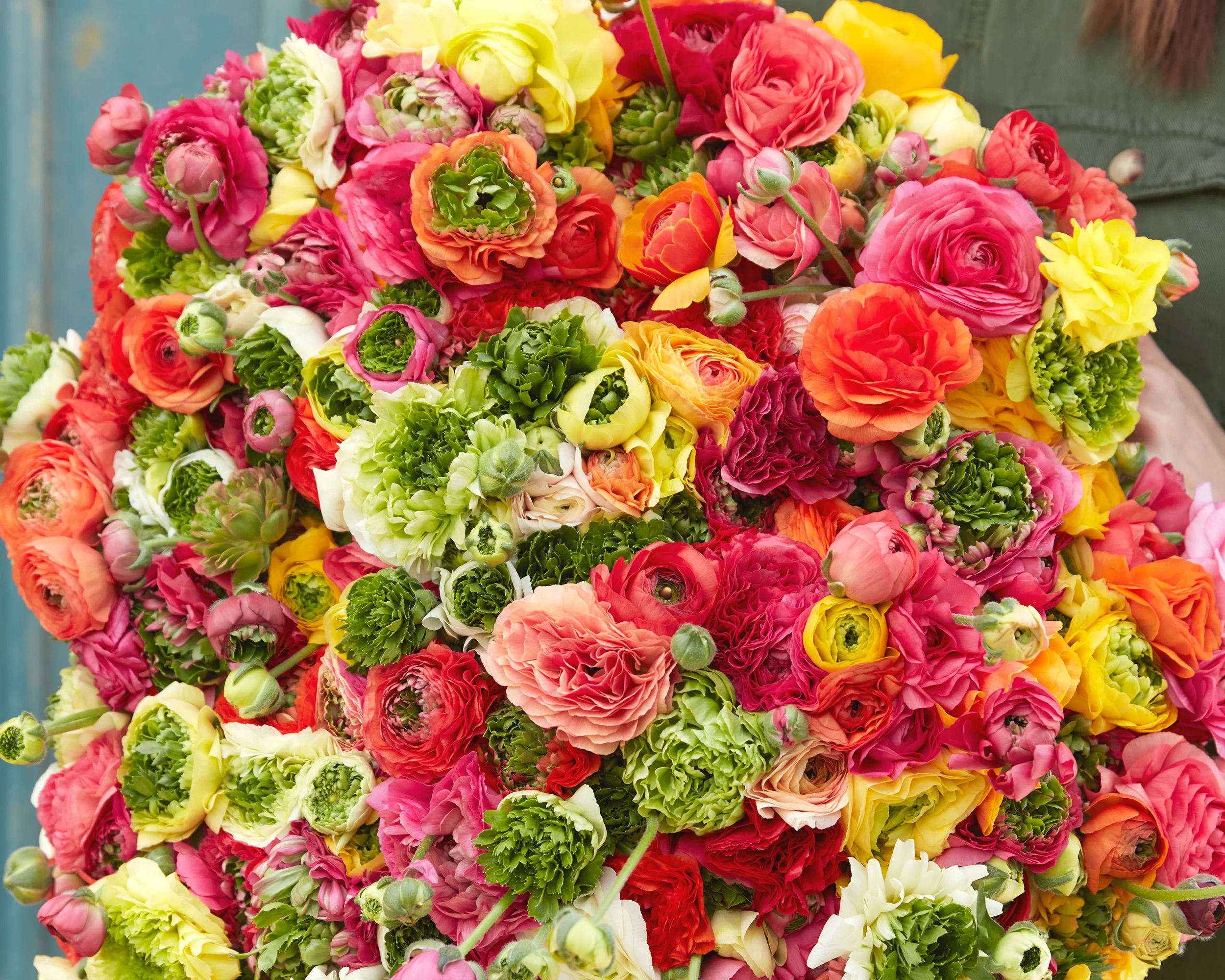 Ranunculus 'Super Green Mix' - Image 3