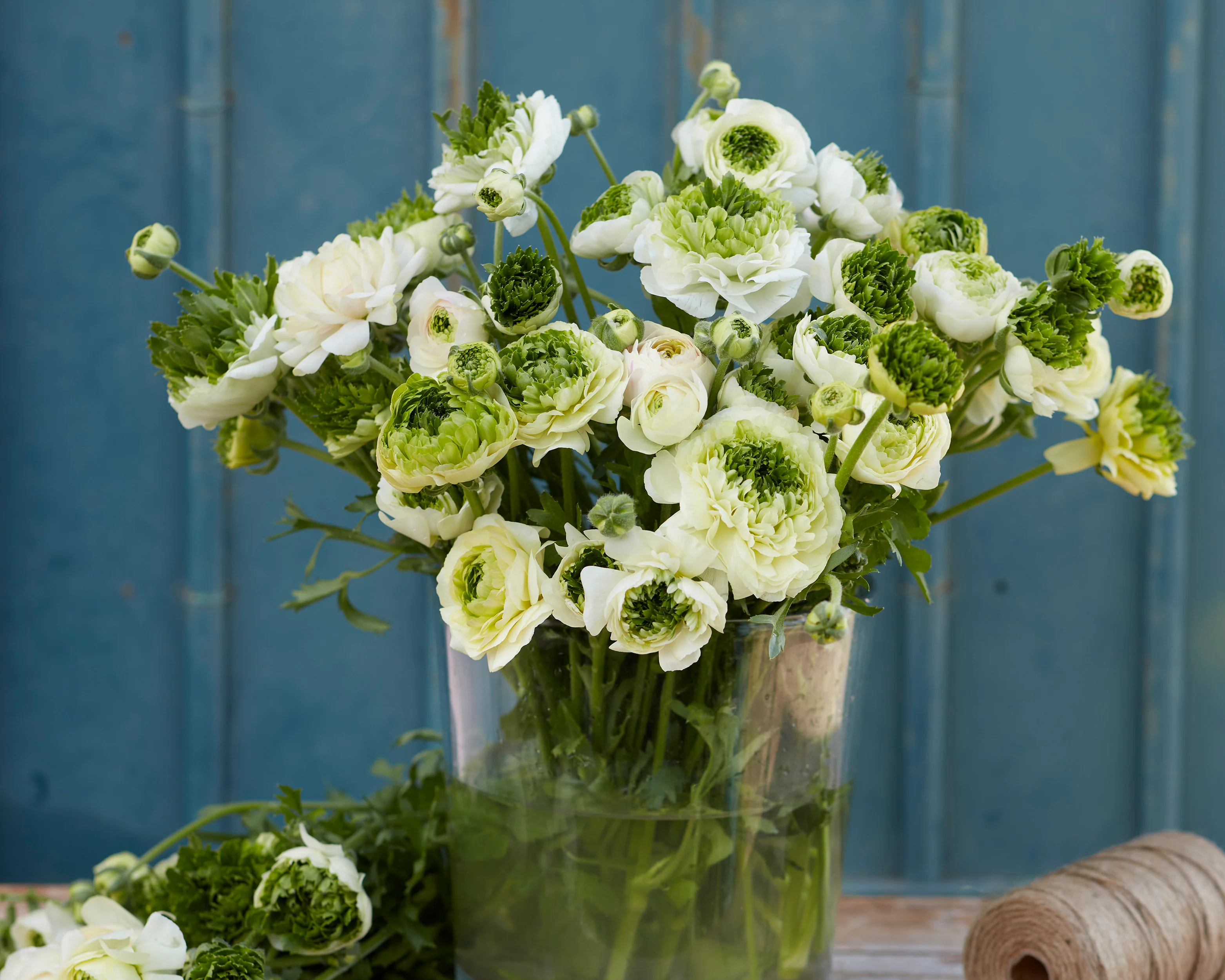 Ranunculus 'Super Green White' - Image 2
