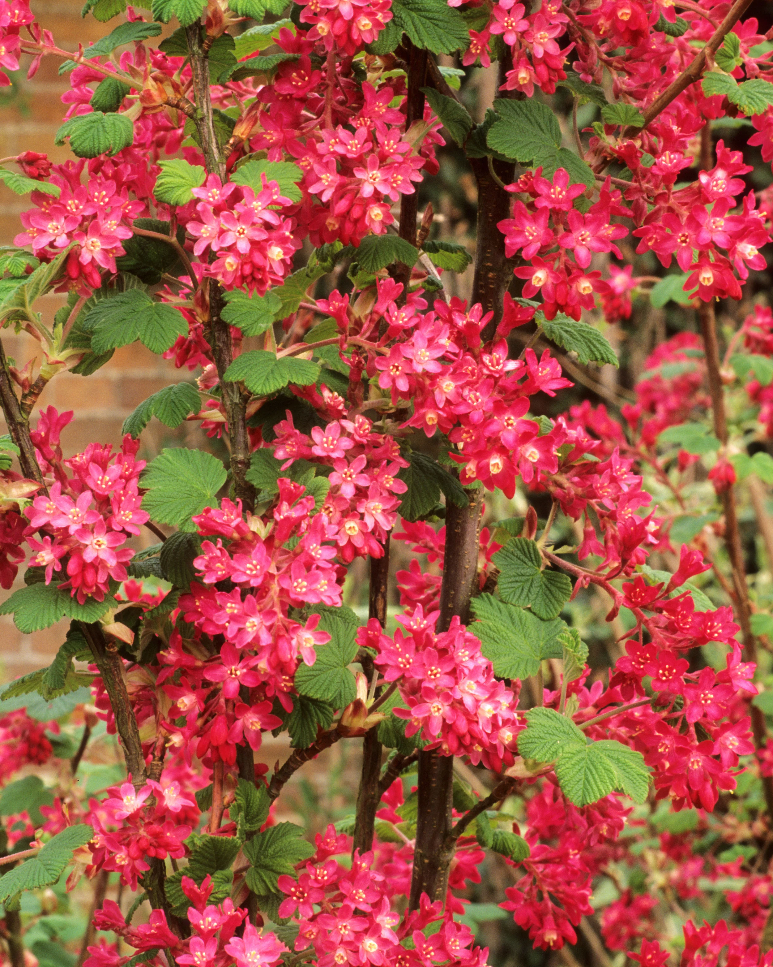 Ribes 'King Edward VII'