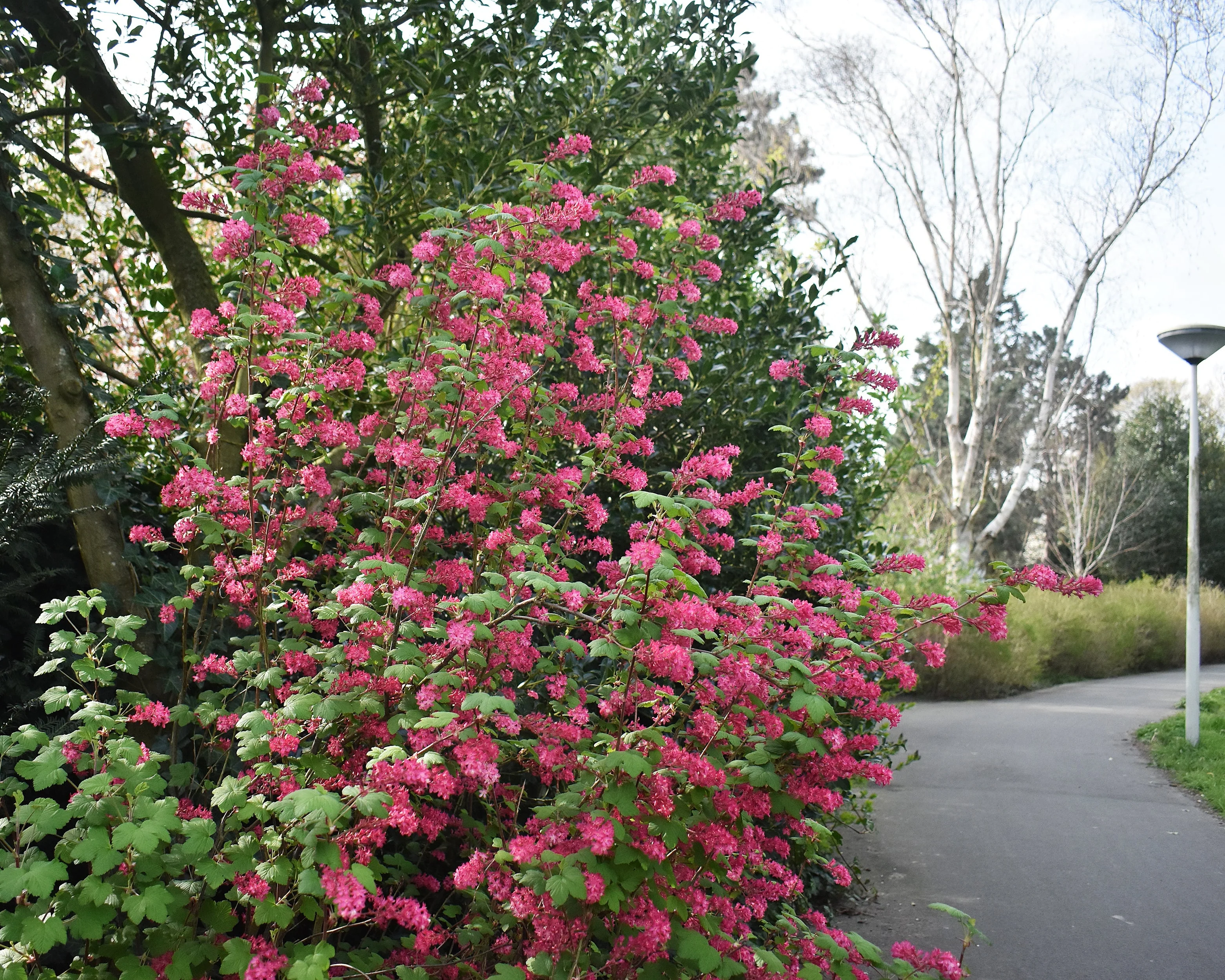 Ribes 'King Edward VII' - Image 2