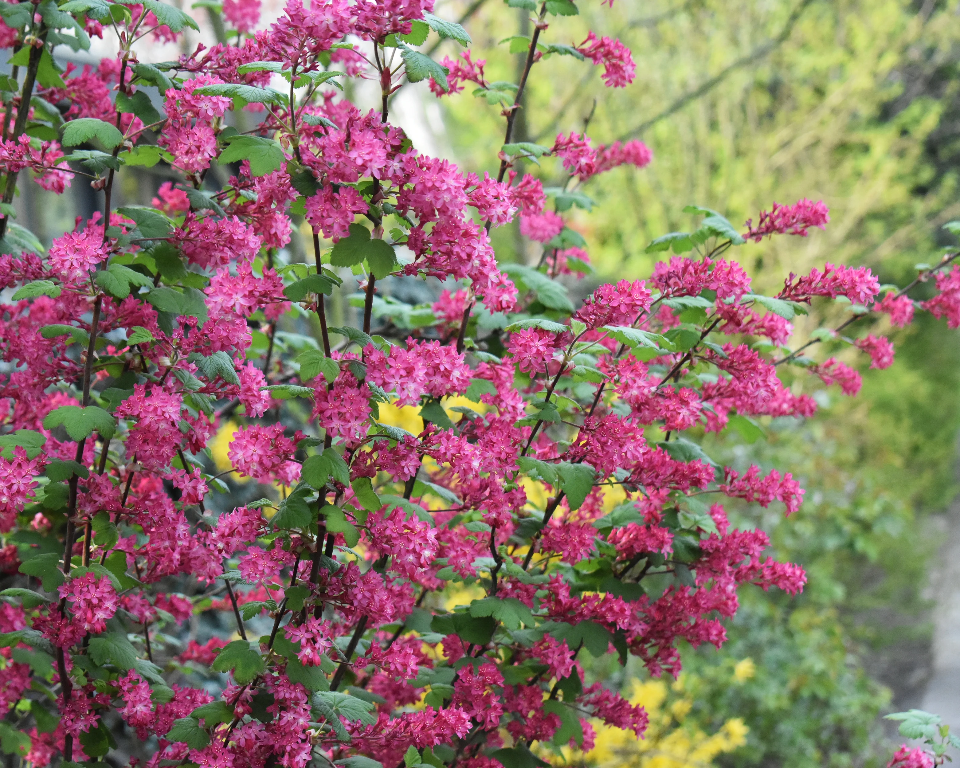 Ribes 'King Edward VII' - Image 3