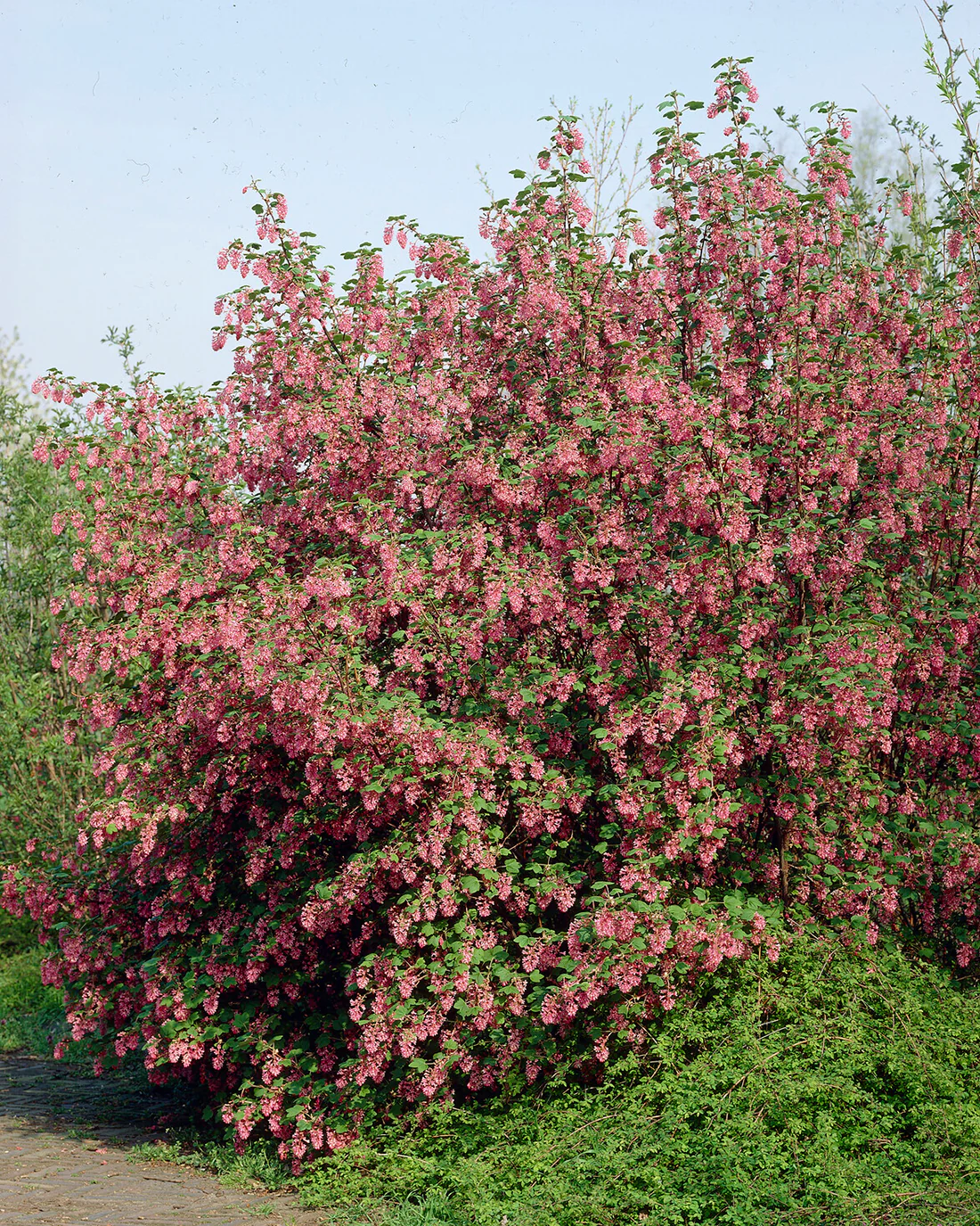 Ribes 'King Edward VII' - Image 7