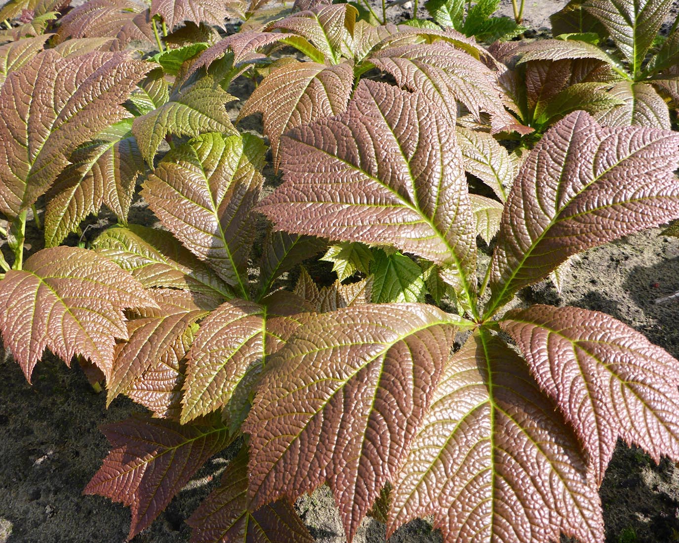 Rodgersia 'Braunlaub' - Image 3