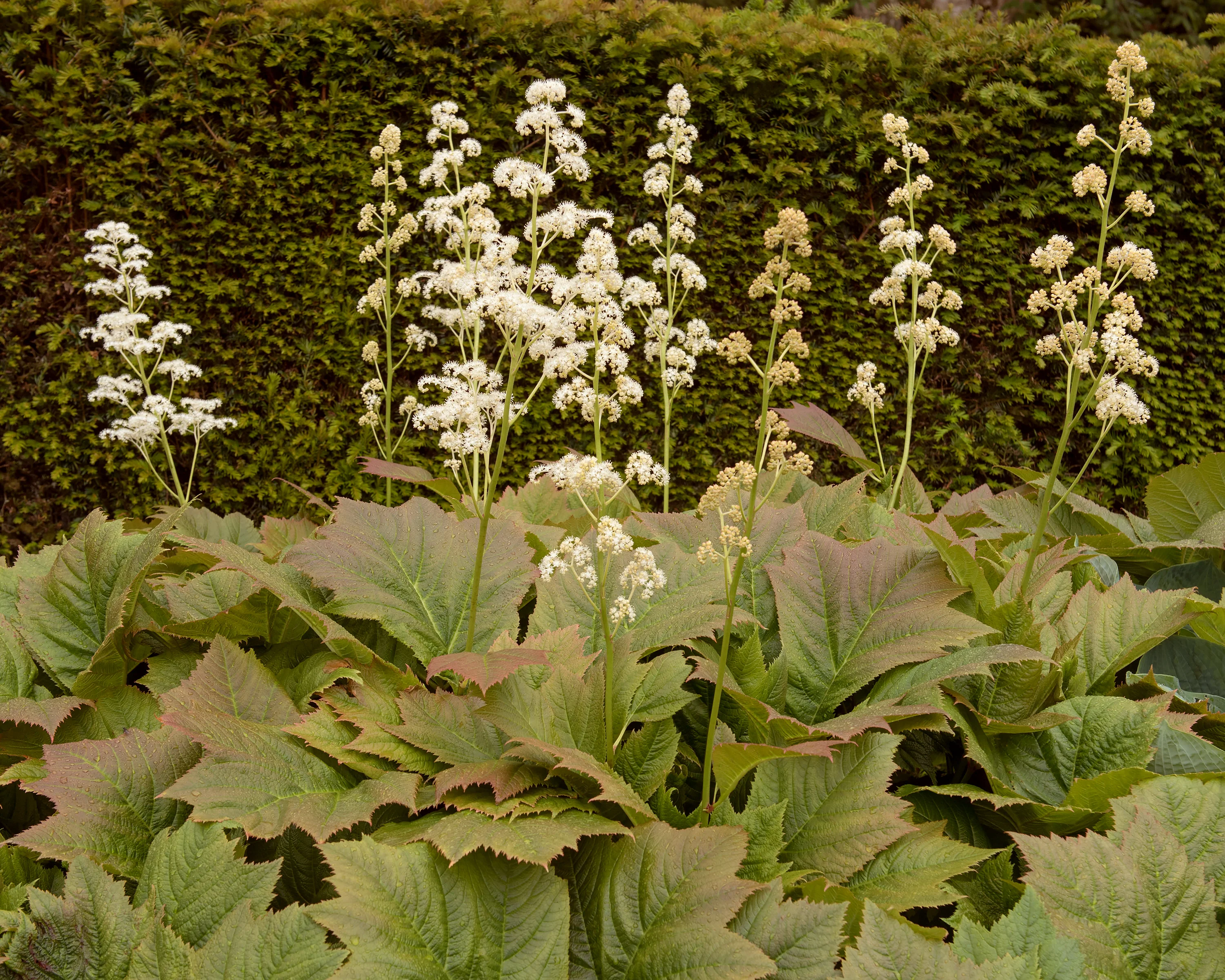 Rodgersia 'Braunlaub' - Image 4