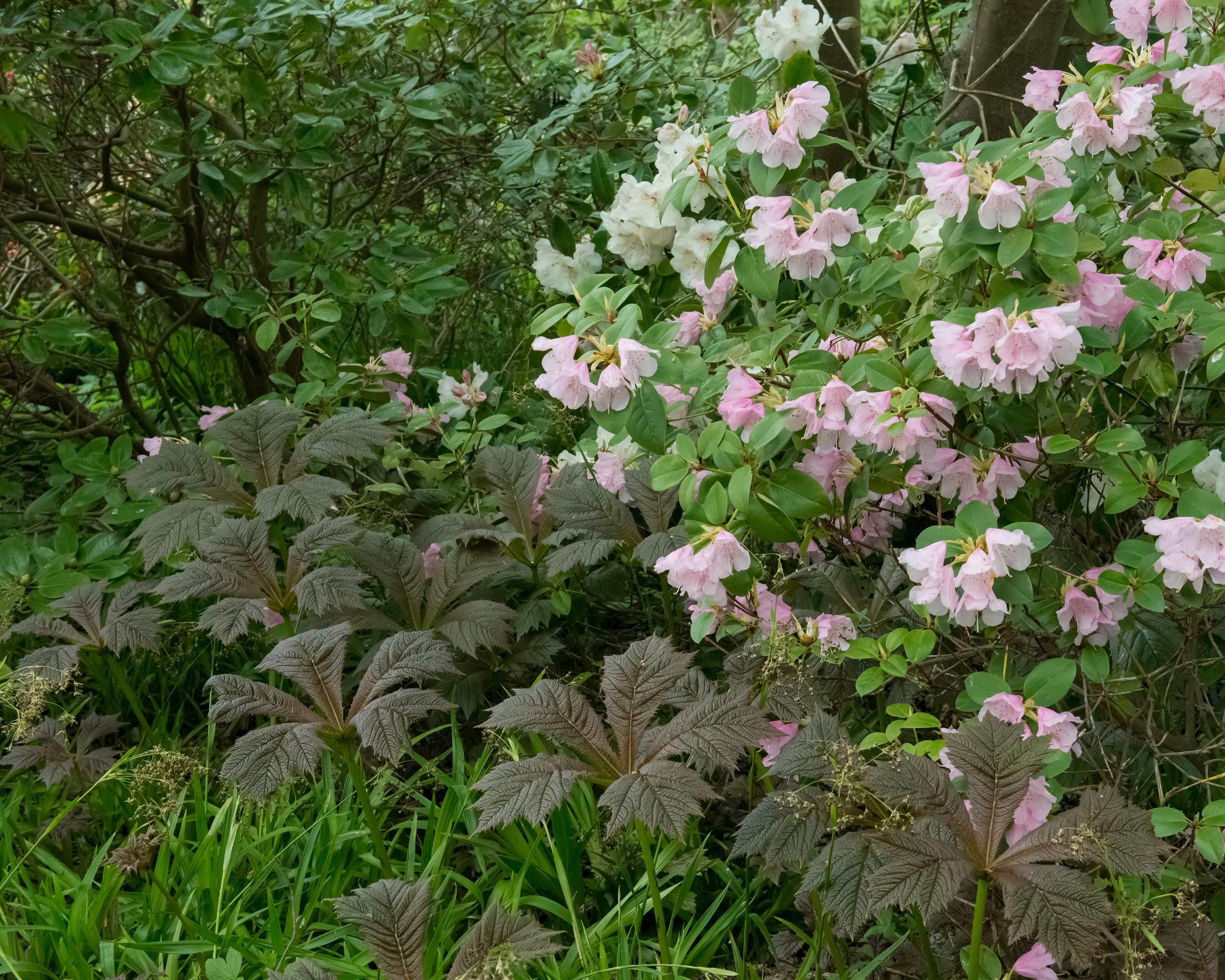 Rodgersia 'Braunlaub' - Image 6
