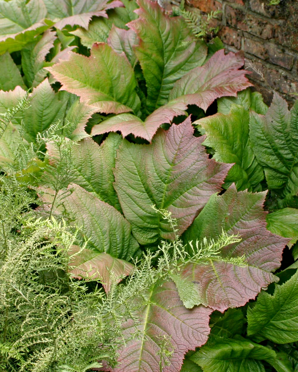 Rodgersia 'Braunlaub' - Image 7