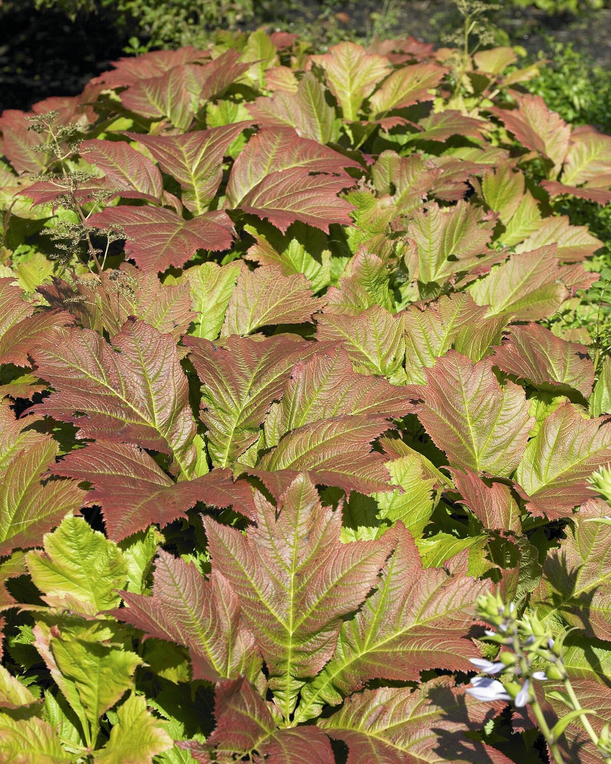 Rodgersia 'Braunlaub' - Image 8