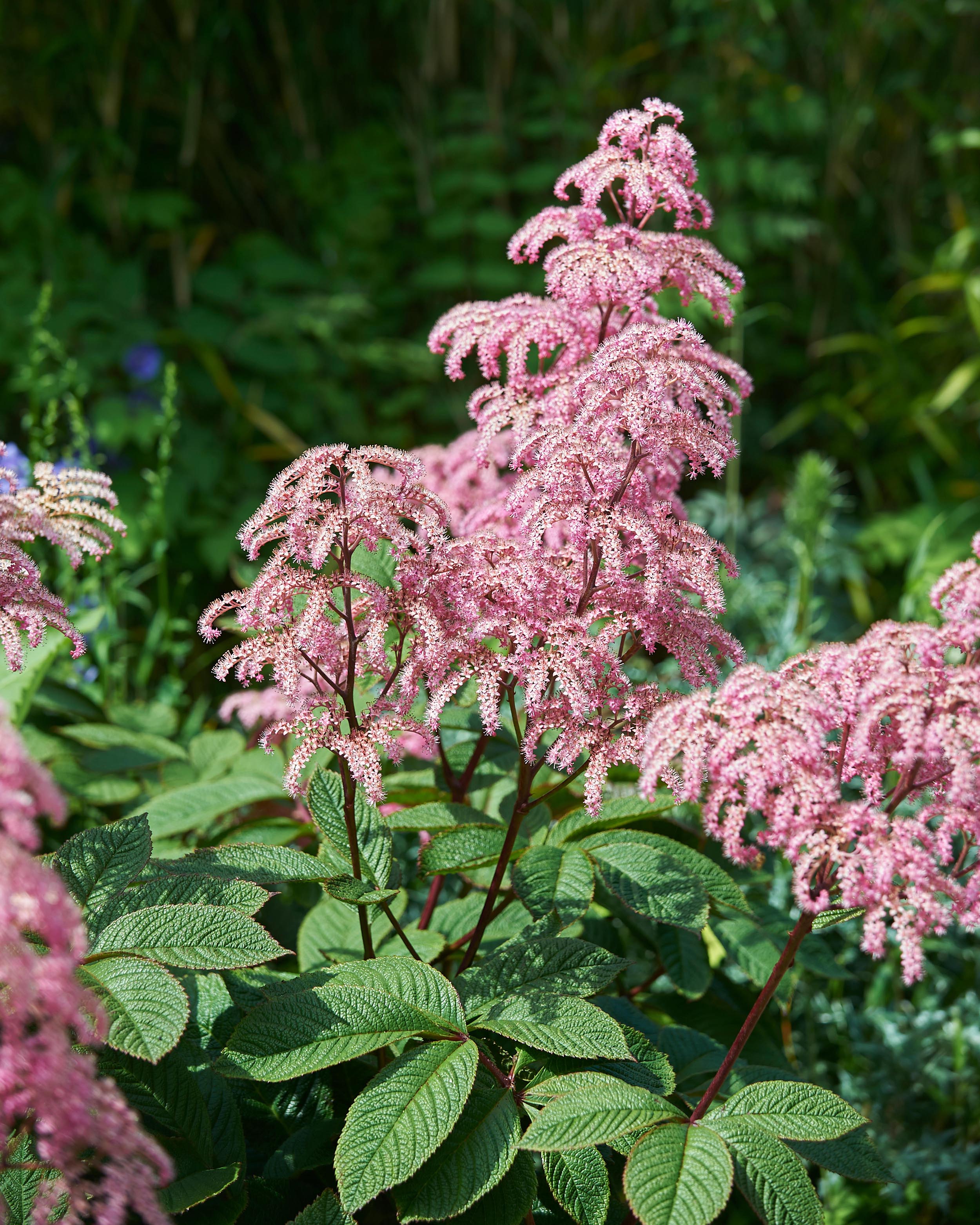 Rodgersia 'Elegans' - Image 4
