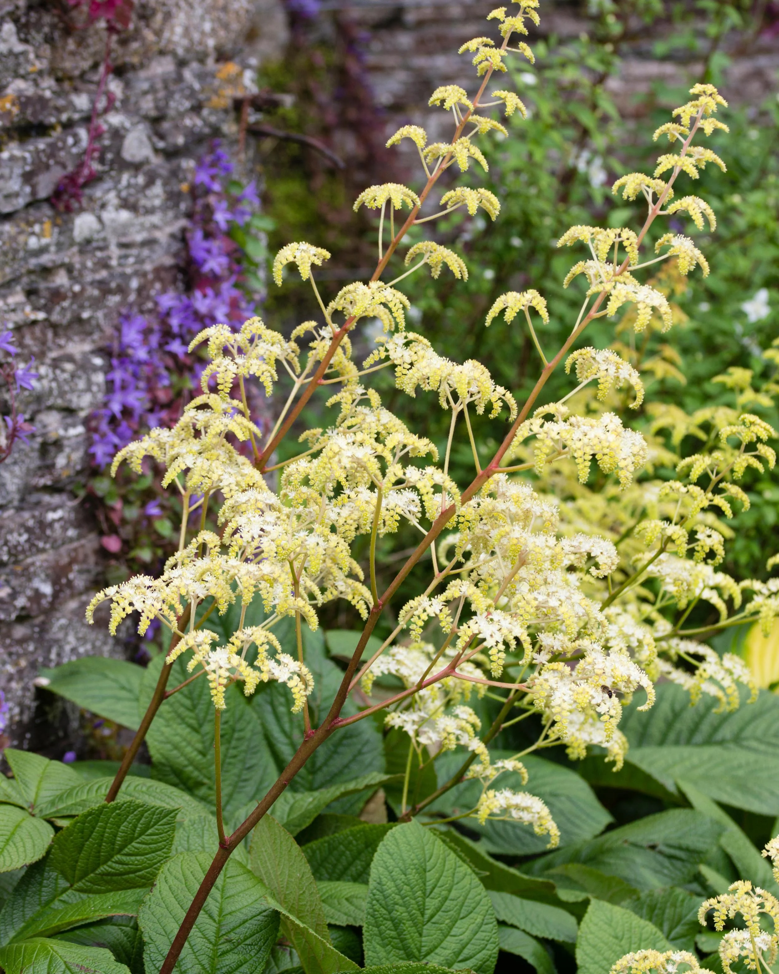 Rodgersia 'Elegans' - Image 5
